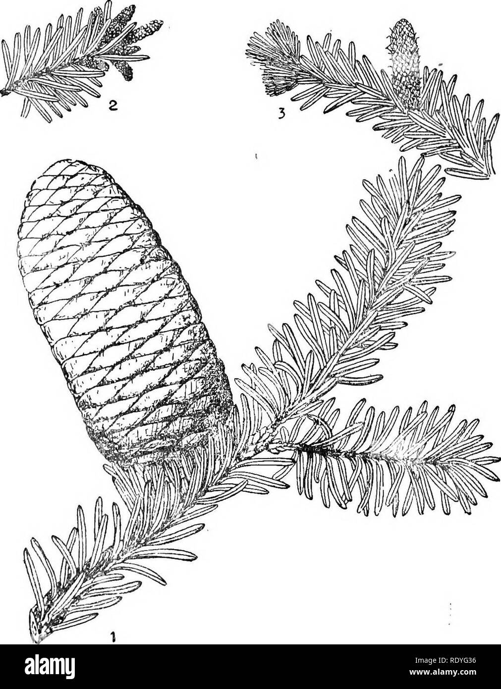 . Economica cinese alberi. Alberi. 28 economica cinese alberi. La piastra 10. ABIES DELAVAYI Franchet 1. La fruttificazione succursale; 2. Staminate fiori; 3. Pistillate fiore; 4. Scala con semi; 5, 6. Bilancia; 7. Seme.. Si prega di notare che queste immagini vengono estratte dalla pagina sottoposta a scansione di immagini che possono essere state migliorate digitalmente per la leggibilità - Colorazione e aspetto di queste illustrazioni potrebbero non perfettamente assomigliano al lavoro originale. Chi?e?n, Huan-yung, 1895-. [Shanghai] stampato dalla stampa commerciale, Ltd Foto Stock