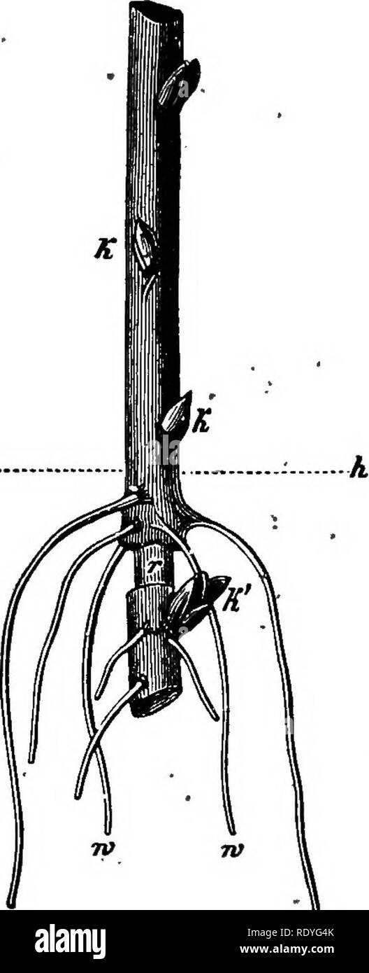 . La fisiologia vegetale. La fisiologia vegetale. &Amp;----. La fig, 77-âApparatus per mostrare gas negativo maiale. 78.âMalpighi girdUng dell esperienza acquisita negli Stati pressione in legno. {Dopo Pfeffer.) meitt; il ramoscello è immerso in acqua per la . linea h. I.. La quantità di acqua è emerso può essere trovata mediante la determinazione della perdita in peso 4della pianta e il suo contenitore. La pentola in cui la pianta è radicata è sigillato ermeticamente in un foglio-contenitore in metallo. La guarnizione di tenuta (che può essere di plastilina o di una miscela di paraffino e petrolato, ecc.) dovrebbe avere tre â ho WhUe questa è la considerazione principale, può-essere ricordato che enla Foto Stock