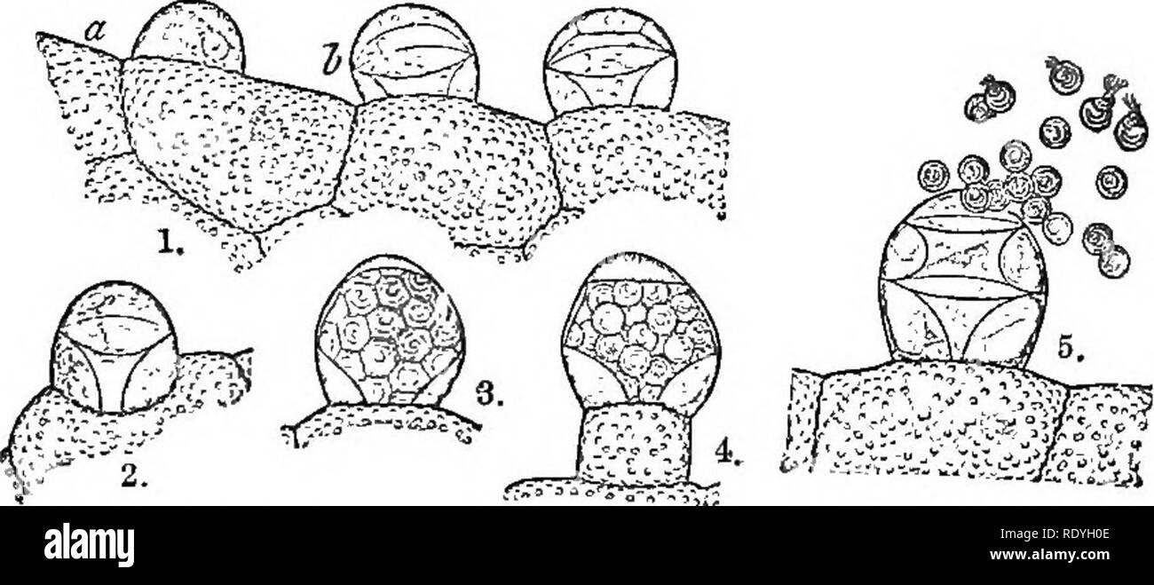 . Introduzione alla fisiologia vegetale. La fisiologia vegetale. Fig. 180.-Antherozo'ids di Moss (a) e Feen (b). al di sopra del Thallophytes. La modalità di portare i gameti insieme varia con la consuetudine di vita dell'impianto. Nel caso in cui il gamete maschile è un mobili antherozo'id si fa il suo modo per il oosphere per mezzo delle sue ciglia e che gli consentono di nuotare liberamente in acqua. In quelle forme con un abito terrestre, come ad esempio il Bryophyta e Pteridophyta, in cui antherozoid è ciliate (fig. 180), la fecondazione può essere solo. Fig. 181.-sviluppo op l'Anthebidium nel Febn. (Dopo Kny.) portato abo Foto Stock