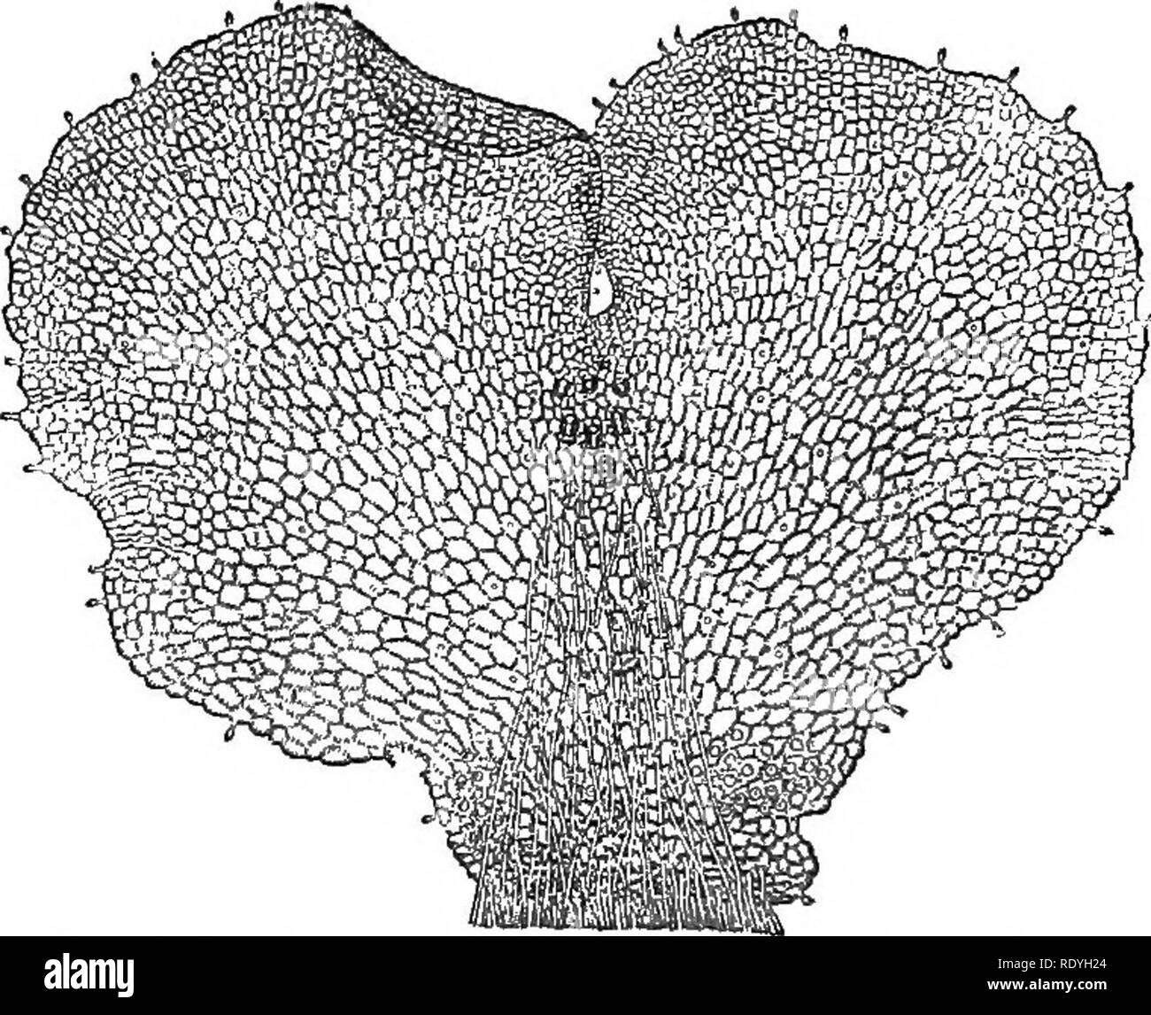 . Introduzione alla fisiologia vegetale. La fisiologia vegetale. 428 PHYSTOLOGY vegetale sul capo le funzioni vegetative, mentre il gametofito è il piccolo pro tallio (fig. 174). Anche senza andare al di là di felci possiamo notare come si passa attraverso le varie divisioni del regno vegetale che la forma predominante della pianta è cambiato. In Thallophyta è sempre il gameto- phyte ; lo sporofito non è universale e non è mai più di una piccola struttura, che quasi sempre rimane fissato per il gametofito. In Bryophyta le due fasi sono quasi uguali in degre Foto Stock