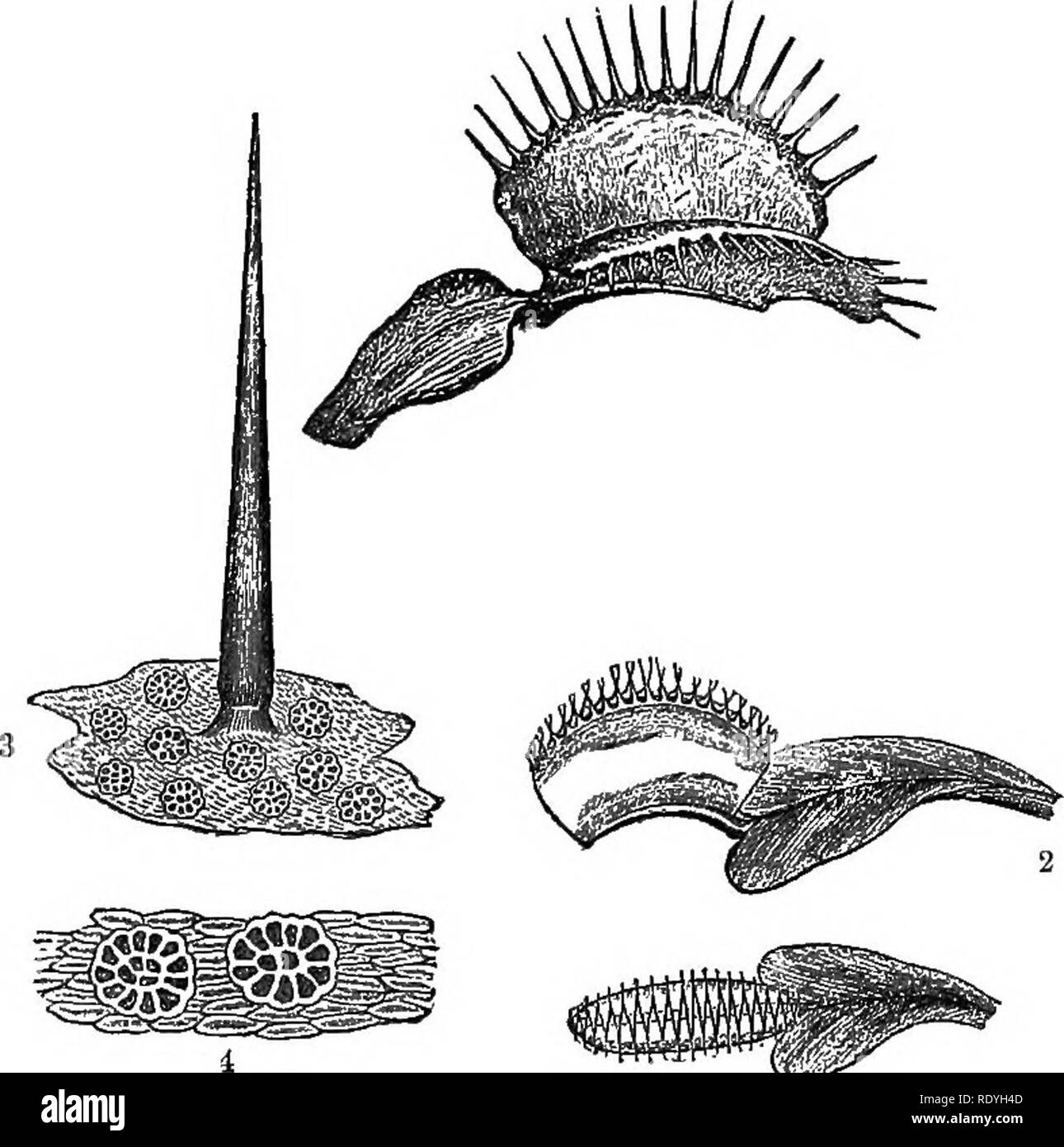 . Introduzione alla fisiologia vegetale. La fisiologia vegetale. Il meccanismo nervoso, DI PIANTE 401 ha portato al solito posto. Se ci rivolgiamo alla reazione della foglia di Dionsea a contatto, troviamo che tutta la foglia può essere alquanto grossolanamente manipolato senza chiusura, fintanto che non viene a contatto con i capelli, in numero di tre (fig. 160), che sorgono su una particolare porzione di lama. Così presto, tuttavia, come uno di questi viene toccato, la foglia si chiude. È impossibile evitare la conclusione che abbiamo a che fare in questi casi, che sono solo quelli rappresentativi,. Fig. 160.-Salto di Dioncea mu Foto Stock