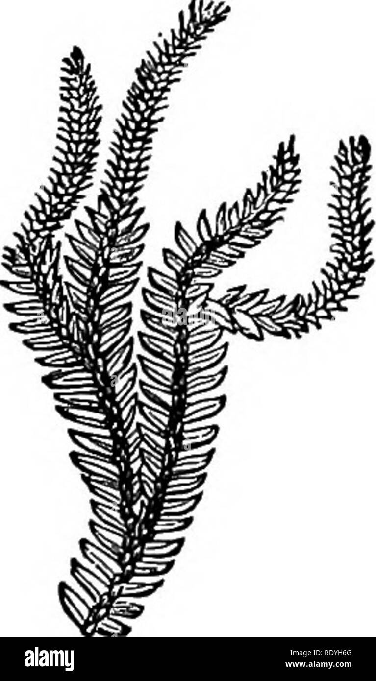 . Felci: British &AMP; all'estero. La storia, organography, classificazione, e l'enumerazione delle specie di felci giardino con un trattato sulla loro coltivazione, ecc ecc Felci. Una enumerazione di coltivato 1EENS. 277 7. L. fastigiatum, B. Br.-Nuova Zelanda. 8. L. complanatum, Linn. (Prugna. Fil. t. 165, /. B); Sch h. Fil. 1.164.-zona temperata della Northern Hemi sfera". 9. L. dendroideum, Miclix.; Willd. Sp. PI. 5, p. 21.-l'America del Nord. 10. L. cernuum, IArm. (Bheed. Ami. t. 2, t. 39); Burm. Fl. Zey. t. 66 (prugna. Fil. t.155, /, UNA).-tropichi; molto generale. *** Steli penduli. (Epiphytal.) 11. L. P Foto Stock
