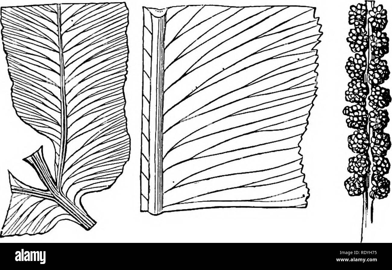 . Felci: British &AMP; all'estero. La storia, organography, classificazione, e l'enumerazione delle specie di felci giardino con un trattato sulla loro coltivazione, ecc ecc Felci. L!72 felci : britannici e stranieri. 2. O. vulgatum, Linn.; Sclih. Fil. t. 153; gancio. Gen. Fil. t 59 B; Ing. Bot. t. 108; Lindl. e Moore's Brit felci, t. 51 B; gancio. Brit. Felci, t. 46; Sowerby di felci, t. 46. - Zona temperata dell'emisfero settentrionale. 4. O. retieulatum, Linn.; gancio, et Grev. Ic. Fil. t. 20 (prugna. Fil. 1.164).-tropichi. ** Le Fronde pendolari; i segmenti sterile ribbcmrformed, solitamente diclwtomously branc Foto Stock