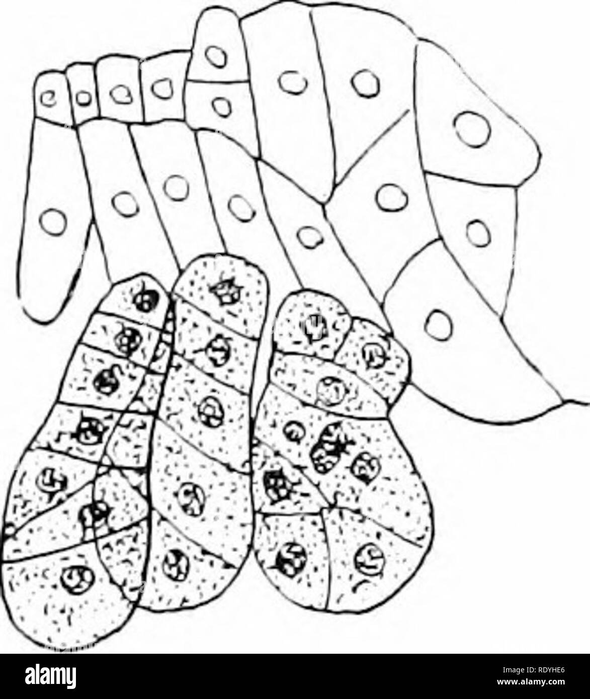 . Morfologia delle angiosperme (morfologia del spermatophytes. Parte II). Angiosperme; morfologia delle piante. 216 morfologia delle angiosperme uno normale e uno da un synergid, due da cellule antipodale, e uno dal tegumento interno (Fig. 105). È interessante notare che mentre polyembryony è così frequente in Allium oddone- rum, lias it non sono stati osservati in altre specie del genere. Esame Hegelmaier- ined A. fistulosum e A. ursinum ed Elmore50 realizzato uno studio approfondito di A. cernuum. A. tricoccum e A. canadense, senza la scoperta di un singolo extra em- bryo, riportando anche molto piccole e eva- nescent Foto Stock