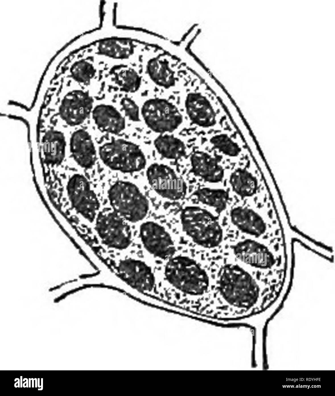 . Introduzione alla fisiologia vegetale. La fisiologia vegetale. 236 fisiologia vegetale in conseguenza del loro sviluppo presuppone la appaiono- mente di una rete grossolana. Come questo processo continua, i grani originale cresce sempre di più e quelle nuove essendo costitui- stantly formata, l'originale vacuoli diventare obliterato e la cella rigonfiata in fuori dai propri depositi (fig. 117). Mentre questo processo meccanico sta andando su cambiamenti chimici hanno luogo anche in materiale secreto. Il protoplasma forme proteina originariamente a scapito degli ammido-acidi, zuccheri, &amp;c, portato giù per la cella, ma i vari Foto Stock