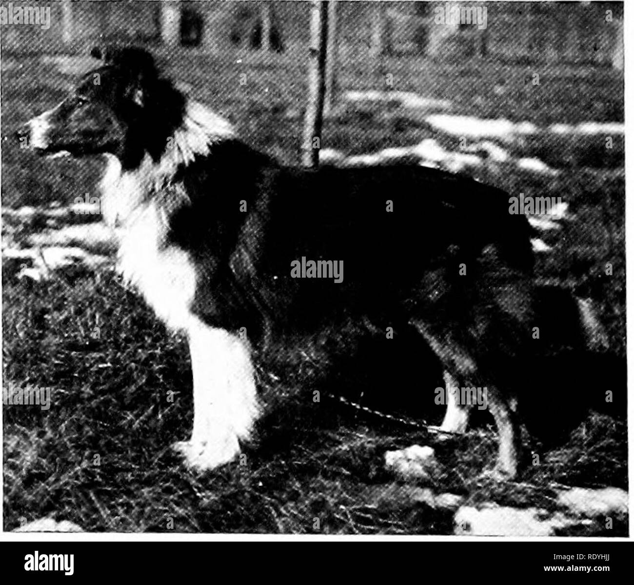 . Il libro di cane. Una storia popolare del cane, con informazioni pratiche di cura e gestione della casa, kennel, e mostra i cani; e le descrizioni di tutte le importanti razze. I cani. RIPPOWAM RO PEEP BALMORAL DUCHESSA [ Ho â nmiLLj i^ nM / 'V 1 ^ ^ ^-Â"^ s^t1^ci-w.^. -:&Amp; MKd V w^ -mssaLiasm .Â"..* m :^' r j| "1 s4 â 'i Â".^io:^ m K ^. WINNETKA BALLYARNET ECLIPSE HEACHAM GALOPIN UN PAGEâENGLAND internazionale, Scozia, Canada, Stati Uniti. Si prega di notare che queste immagini vengono estratte dalla pagina sottoposta a scansione di immagini che possono essere state migliorate digitalmente per la leggibilità - coloratio Foto Stock