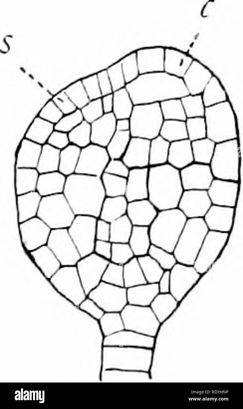 . Morfologia delle angiosperme (morfologia del spermatophytes. Parte II). Angiosperme; morfologia delle piante. L'EMBRIONE 195 Corallorhiza multiflora, in cui esso è costituito da due molto lungo - cellule e integra la sua punta nella placenta; di Habenaria tri- dentata e di II. blephariglottis, in cui ciascuno dei sei o sette celle del snspensor normalmente invia un ramo, alcune di esse a breve e raggiungendo il tegumento, altri allungate e passando parallelamente con il sospendente nel tessuto in corrispondenza della base della funiculus. Questi quattro tipi di piante monocotiledoni embrioni, che per comodità può essere parlato di un Foto Stock