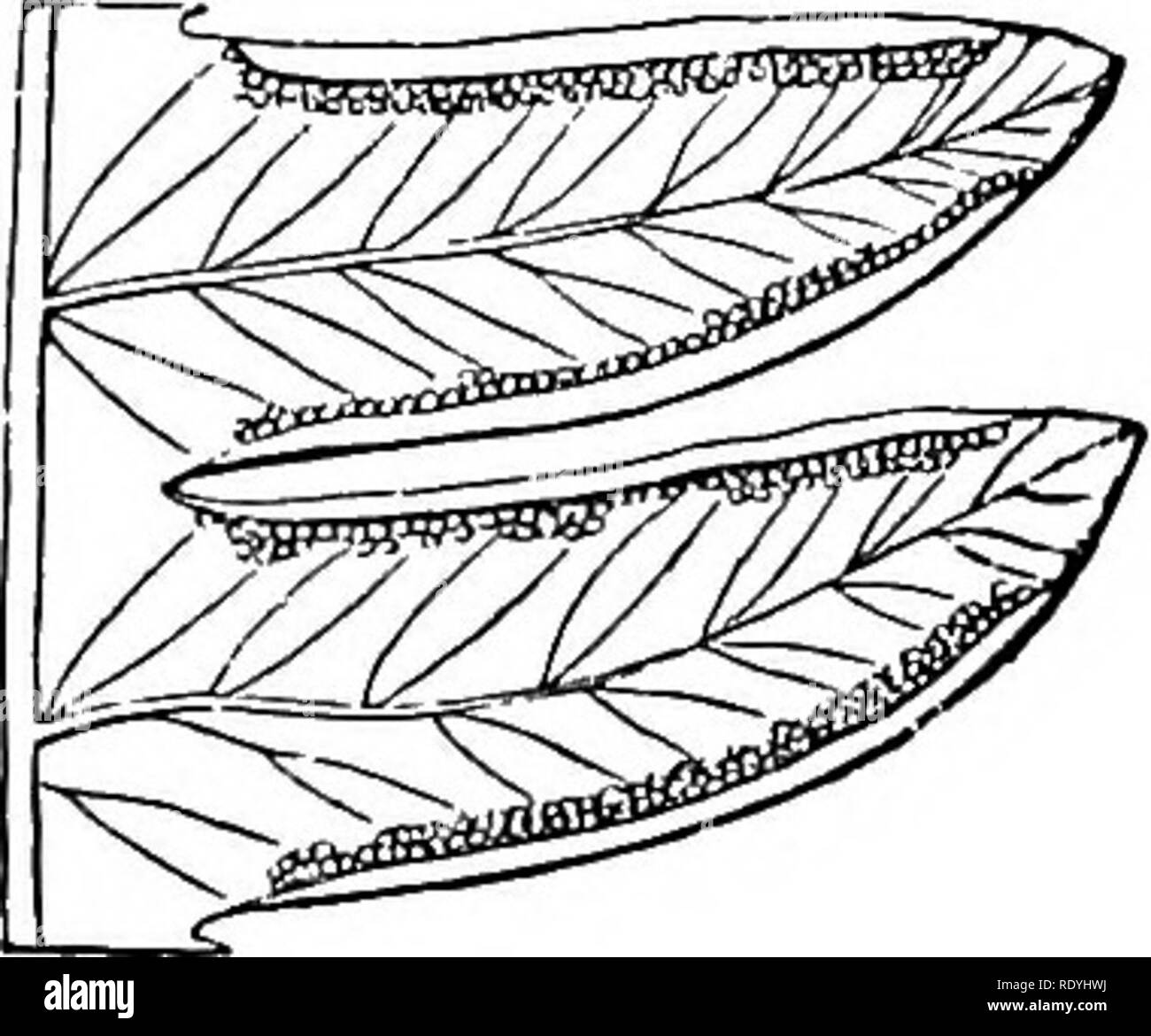 . Felci: British &AMP; all'estero. La storia, organography, classificazione, e l'enumerazione delle specie di felci giardino con un trattato sulla loro coltivazione, ecc ecc Felci. Pinna sterile. No. 4. Purtion di fertile frond, dimensione naturale ff fronde pinnate, la coppia inferiore o più di hied pinnae pinnate o. 2. P. Cretica Linn.; Sch h. Fil. t. 90; Lowe's felci, 3 t. 43. P. serraria, Sw. P. pentaphylla, Willd. Var.-albo-lineata, Hooh.Bot. Mag. t. 5194; Louie's New felci, t. 25. Tropici e Nord zona temperata.. Si prega di notare che queste immagini vengono estratte dalla pagina sottoposta a scansione immagini che possono avere bee Foto Stock