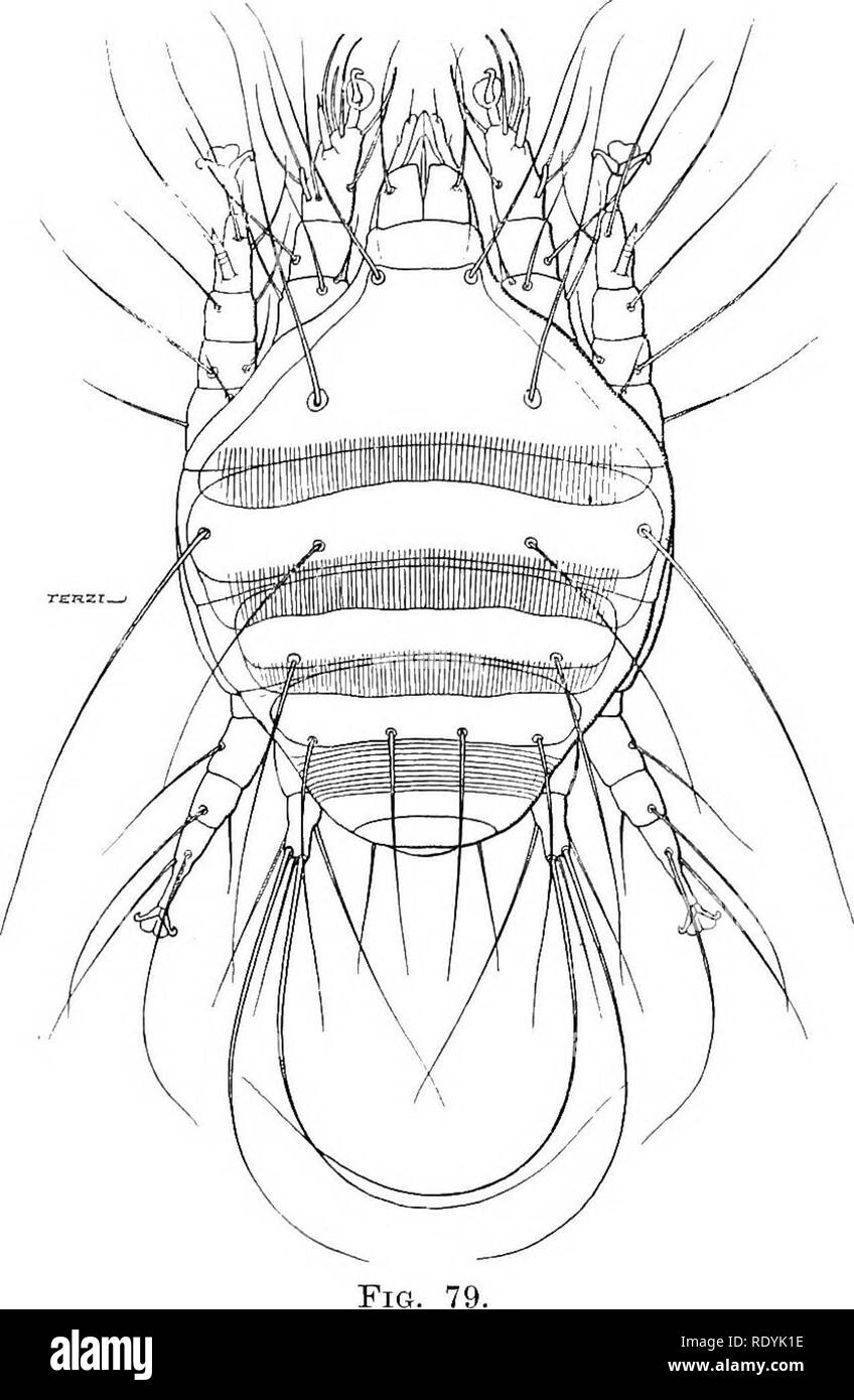 . Gli acari dannosi per gli animali domestici (con una appendice sul aparine malattia di alveare api). Gli acari; medicina veterinaria; le api. 96 Gli acari dannosi per gli animali domestici. che tie prodotti metabolici dell'acaro forse può causare tossiemia (vedere " Bee World", Ottobre 1920-aprile, 1921, p. 59). Il bianco ha sottolineato che le alterazioni patologiche avvengono nei tubi infestato da loro ; mentre i muscoli interessati con volo anche mostrare i cambiamenti degenerativi. I tubi tracheali di api sono normalmente pallido,. Woodi Acampis.-femmina dal di sopra, X 405. (Dopo Hirst, Ann. Mag. Nat. Hist., Giugno, 1921). Foto Stock