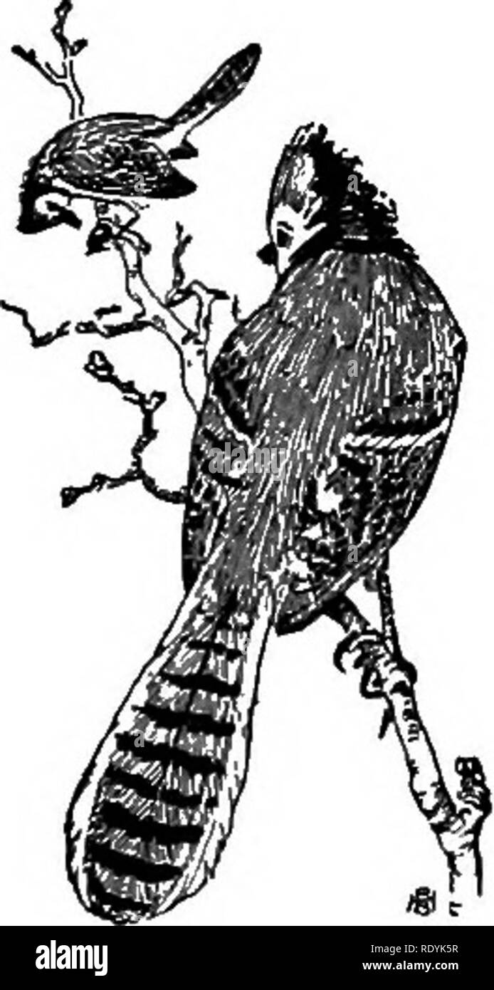 . La caduta dell'anno. Storia naturale. Cose da sentire questo autunno 91 " ammassati nelle cave di grove, le foglie di autunno giacciono morti ; essi fruscio al eddying raffica di vento e la rahbit il battistrada." e dovrebbero fruscio al battistrada come bene. Sfregare lungo nella loro dove essi si trovano in andane profondo dal lato della strada e sentire anche loro, come il vento li raccoglie in un turbinio vorticoso e li invia un battito su campi. VI si dovrebbe udire il grido del Blue Jay e la caw del corvo in autunno boschi. " Il pettirosso e lo scricciolo sono volato, ma dall'arbusto il jay, un Foto Stock