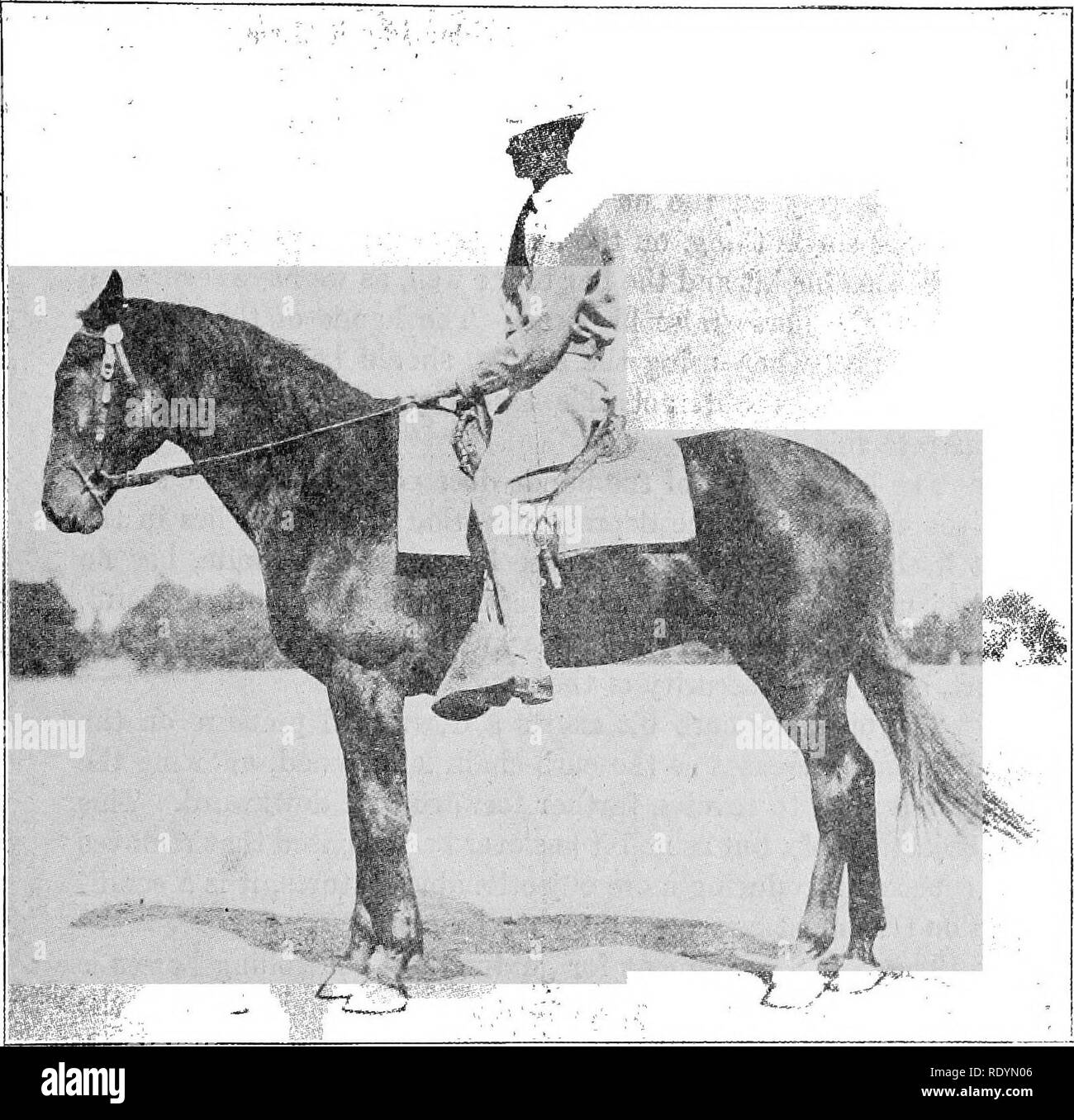 . Elementi di hippology. I cavalli. Elementi di HIPPOLOGY. 73. La figura 54. La posizione corretta della mano utilizzando snaffle bit per ridurre al minimo l'effetto di sollevamento della bit. consentire gli angoli della porta a recare sulle barre come il bit scivola da lato a lato, è troppo ampia. Ci dovrebbe essere solo camera essere- tween la cheekpieees dei bit per la guancia di cinghie della briglia, il cordolo di fissaggi della catena e del cavallo in volata con sav di un trimestre o di tre ottavi di pollice aggiunto per impedire lo sfregamento. ^ ^ digitalizzato da Microsoft®. Si prega di notare che queste immagini vengono estratte dalla pagina sottoposta a scansione di immagini che possono essere state dig Foto Stock