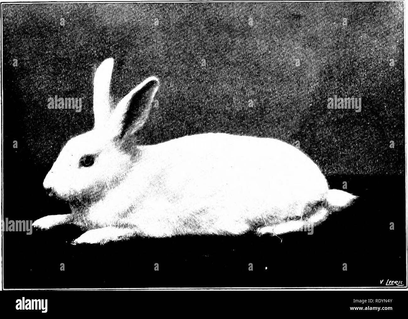 . I nostri animali domestici, le loro abitudini, intelligenza e utilità; tr. dal francese di GOS. De Voogt, da Katharine P. Wormeley;. Animali domestici. Un Rakkit polacco un 1!la(k-axt&GT;Tan coniglio tempo prima era esposta esso portava il nome di fiamma inglese-eyed rab- bit; accanto era chiamato il Beveren, ri- ceiving infine dai Paesi Bassi Associazione il nome di Havana. Anche se di recente si è già ben noto. I migliori si trovano in Olanda, sebbene la Francia abbia anche una specie che ha ricevuto lo stesso nome. La sua pelliccia fissa ad esso un grande futuro e non vi è alcun dubbio che sarà Foto Stock