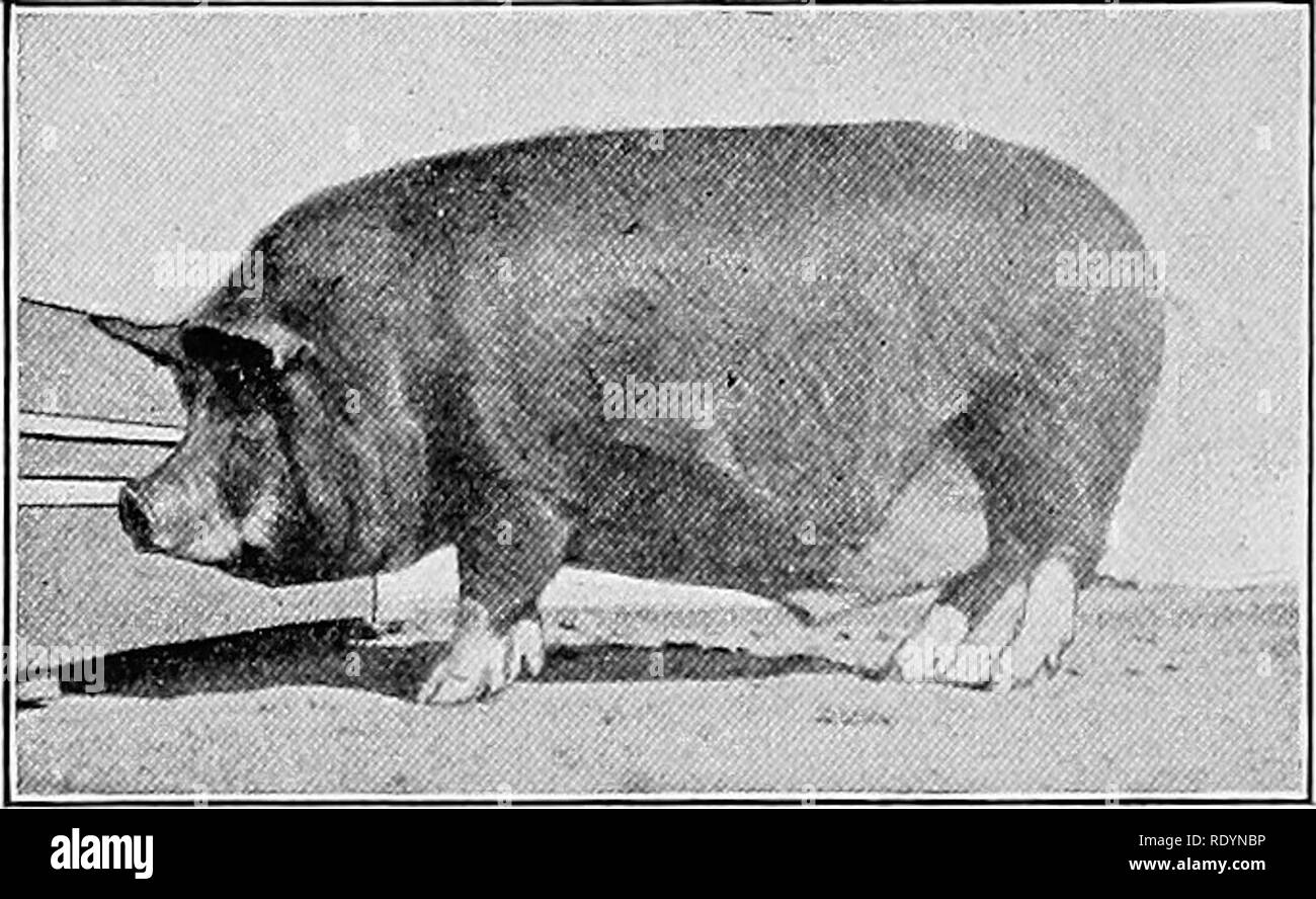 . A giudicare gli animali della fattoria . Bestiame. 512 a giudicare gli animali della fattoria dovrebbe essere nero, ma segni bianchi può avvenire altrove, espe- cially sull'orecchio, la gola e ascella, senza da squalifica per la registrazione. Dimensioni Il Berkshire rank bene. Suini giovani a sei mesi di età dovrebbe pesare 175 libbre e 300 a dodici mesi. In condizione ordinaria maturo cinghiali dovrebbe pesare 600 libbre e scrofe 500 libbre. Il Berkshire pos- sesses alcuni abbastanza distintivi caratteristiche di razza. La testa è relativamente breve e più o meno bombato, in alcuni casi il naso girando fino ad un estremo grado, non ap- dimostrato di molto Foto Stock . A giudicare gli animali della fattoria . Bestiame. 512 a giudicare gli animali della fattoria dovrebbe essere nero, ma segni bianchi può avvenire altrove, espe- cially sull'orecchio, la gola e ascella, senza da squalifica per la registrazione. Dimensioni Il Berkshire rank bene. Suini giovani a sei mesi di età dovrebbe pesare 175 libbre e 300 a dodici mesi. In condizione ordinaria maturo cinghiali dovrebbe pesare 600 libbre e scrofe 500 libbre. Il Berkshire pos- sesses alcuni abbastanza distintivi caratteristiche di razza. La testa è relativamente breve e più o meno bombato, in alcuni casi il naso girando fino ad un estremo grado, non ap- dimostrato di molto Foto Stock