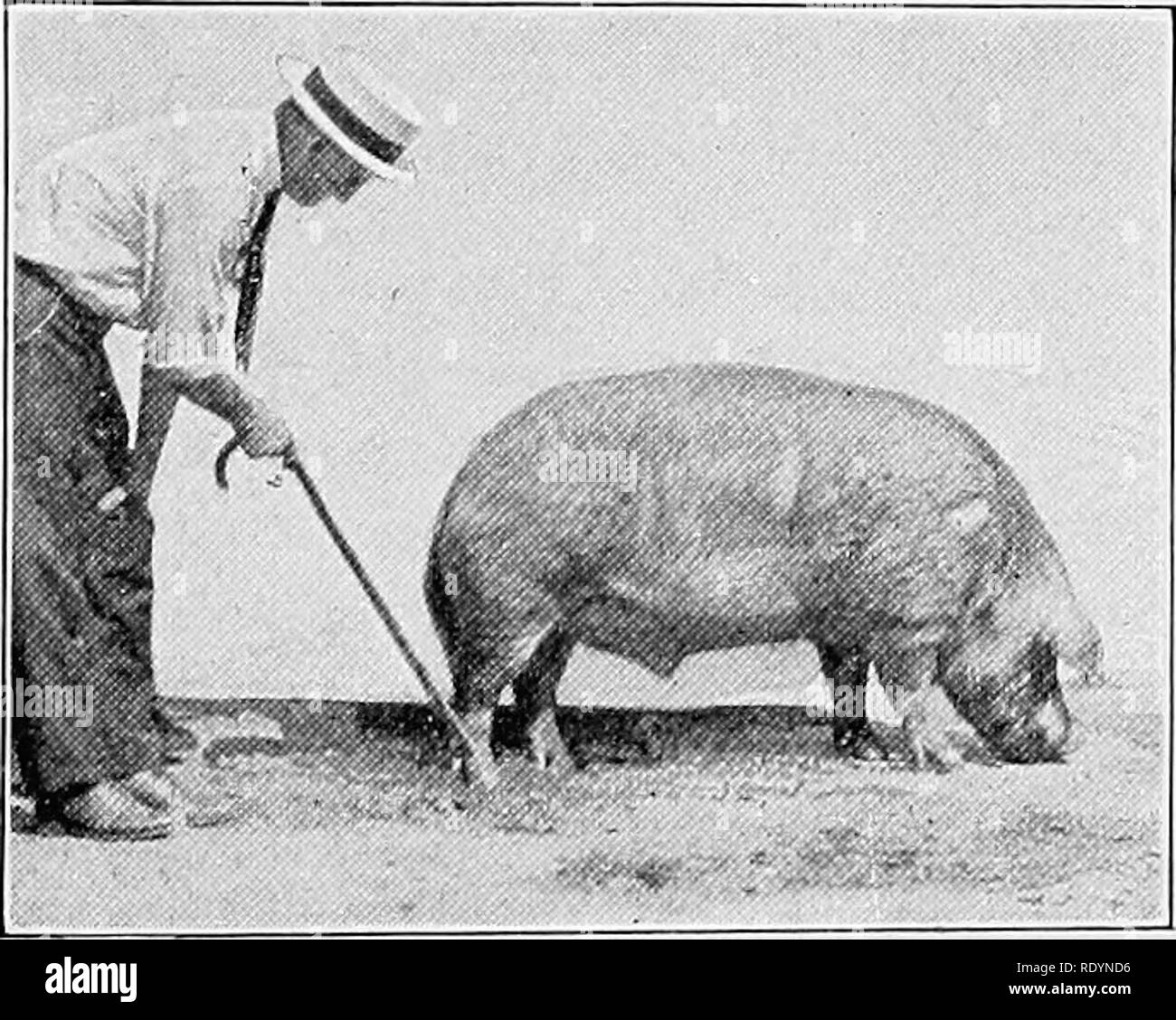 . A giudicare gli animali della fattoria . Bestiame. Maiale. 273.-"alle spalle stesse devono essere ben stabiliti in, e inoltre la copertura sui lati, dovrebbe essere liscia e ben compilato sulla sommità." -spalla vena è ben riempito, trasporta agevolmente e profondamente sulla pala, risultante in una vasta, spessa, carnosa, spalla con nessun disco risalto al punto. Ruvido- ness e grossolane- ness non è infre- successivamente qui. Le pieghe e la durezza del rivestimento della spalla sono talvolta trovati in grasso cervi e scrofe e alcuni tumuli. Le spalle devono essere ben stabiliti in, e inoltre la copertura sui fianchi, Foto Stock