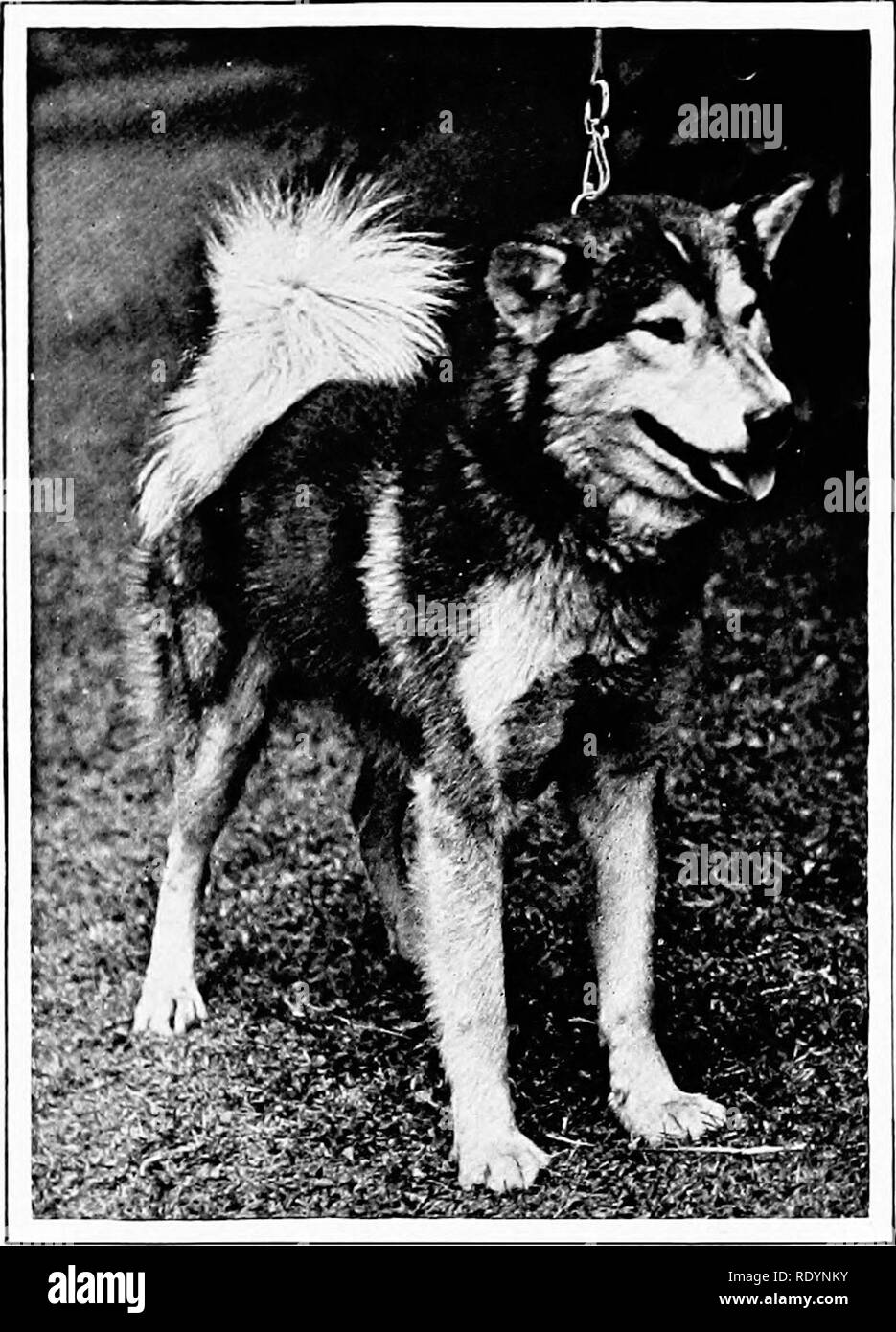 . Il nuovo libro del cane; una completa storia naturale della British i cani e i loro parenti stranieri, con capitoli su diritto, allevamento, kennel gestione e trattamento veterinario. I cani. 530 IL NUOVO LIBRO DEL CANE. miglia su un viaggio invernale e quaranta miglia al giorno è stata in media di un record per una buona squadra con un carico di, diciamo, un centinaio di chili di peso. L'eschimese è largamente usata nel Nord Ovest, ma una mezza razza è considerato migliore. Molti sono un incrocio tra Eschimesi e. Eschimese più lontano a nord. Superstite DI UNO DEI PEARY E.XPEDITIGNS. Plwlogiaph da Mi. W. H. Sliick. Wolf, ma la s Foto Stock