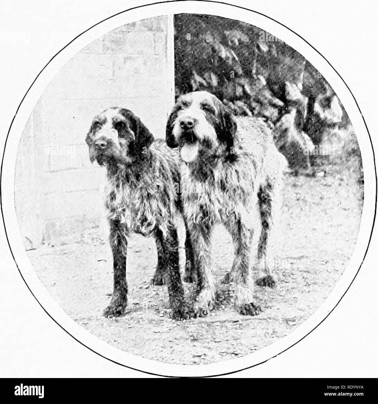. Il nuovo libro del cane; una completa storia naturale della British i cani e i loro parenti stranieri, con capitoli su diritto, allevamento, kennel gestione e trattamento veterinario. Cani nascosti dalle sopracciglia prominente così frequenti in francese épagneuls. Di gran lunga il più attraente di tutti i Setter stranieri- Épagneuls, tuttavia, è la Korthals grifone, un cane simmetriche in contorno, con una testa di nobile non dissimile da quella dei nostri Airedale Terrier nella sua lunghezza ed ortogonalità di museruola e determinata espressione dell'occhio. Il cappotto è ispido, nitido e dure, mai ricci, con un fitto sottopelo. Il colore Foto Stock . Il nuovo libro del cane; una completa storia naturale della British i cani e i loro parenti stranieri, con capitoli su diritto, allevamento, kennel gestione e trattamento veterinario. Cani nascosti dalle sopracciglia prominente così frequenti in francese épagneuls. Di gran lunga il più attraente di tutti i Setter stranieri- Épagneuls, tuttavia, è la Korthals grifone, un cane simmetriche in contorno, con una testa di nobile non dissimile da quella dei nostri Airedale Terrier nella sua lunghezza ed ortogonalità di museruola e determinata espressione dell'occhio. Il cappotto è ispido, nitido e dure, mai ricci, con un fitto sottopelo. Il colore Foto Stock