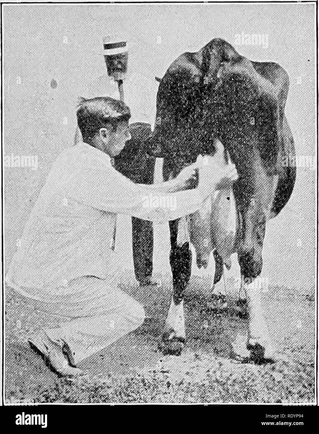 . A giudicare gli animali della fattoria . Bestiame. A GIUDICARE IL TIPO DI PRODOTTI LATTIERO-CASEARI DI BOVINI 305 manca più di quanto dovrebbe nella secrezione di tessuto. Un tale mammella non secernono come liberamente come si deve e quando munte fuori la sua forma può essere ma leggermente modificata. Quando la secrezione di tessuto è molto abbondante, la mammella è più morbido ed elastico, quando il latte viene richiamato, il premistoppa si restringe notevolmente, appaiono talvolta- ing come una sottile pelle- racchiuso sac. Mammelle carnose e una resa molto minore flusso rispetto a quelli elastici, ma di solito il test superiore nel grasso di burro. Essi non sono di regola considerata con favore. La mammella che, dopo la mungitura, " Foto Stock