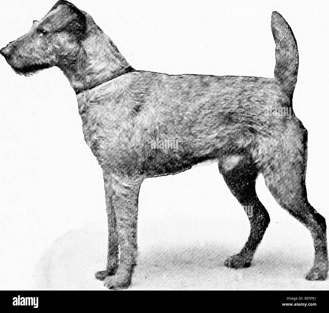 . Il nuovo libro del cane; una completa storia naturale della British i cani e i loro parenti stranieri, con capitoli su diritto, allevamento, kennel gestione e trattamento veterinario. I cani. Il Terrier Irlandesi. 371 gambe dovrebbe essere spostato in modo rettilineo fonvard quando trav- vendita, la soffoca non ruotato verso l'esterno, le gambe privi di piume e coperte, come la testa di un; disco una tessitura del mantello del corpo, ma non così a lungo. 13. Umettare.âHard ispido e privo di morbidezza o setosità, non così a lungo come per nascondere i contorni del corpo, particolarmente in quarti posteriori, dritto e piatto, nessun shagginess, e libera della serratura Foto Stock