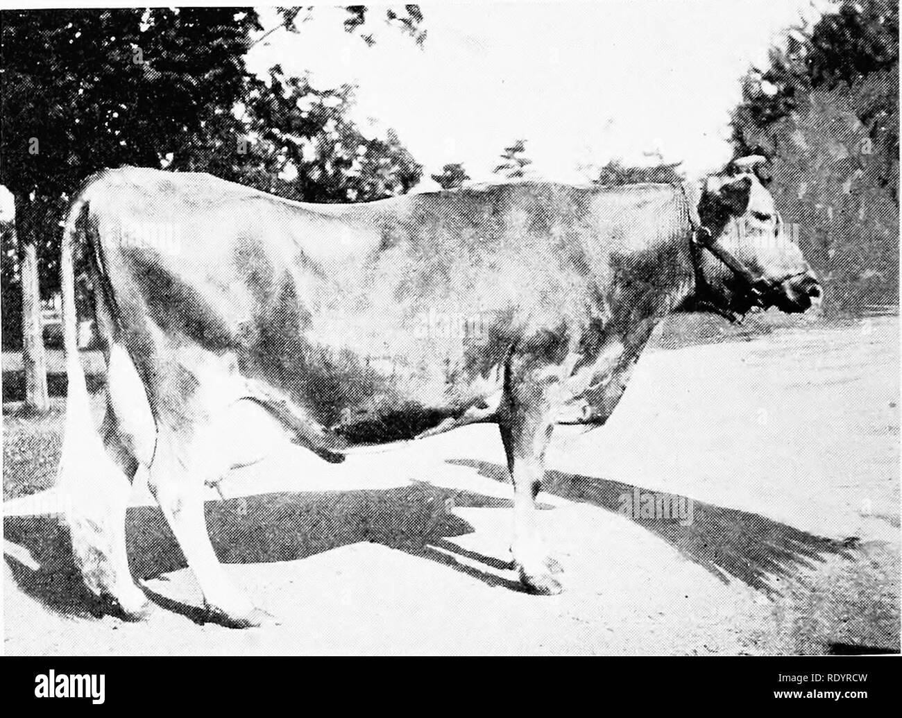. La razza di Guernsey. Guernsey bestiame. 298 Guernsey Dairymaid razza di Pinehurst 24656, A. R. 843, B. fre-voce) 910.67 tiam di ,1 en 71 Dairymai.l di Iowa 36608, A. R âG "* = "â"¢^ Dairymaid's Pride of Iowa 14941, A. R. pmpail per l'orgoglio di Mayowoo.l 40436, A. R. 3244, g 333,33 orgoglio's Ladysmith 38491, A. R, 3363, G. 638.95 orgoglio di Iowa's Zella 43365, A. R, 3424, G 317.07 Wniow's Hideiia 42666, un K.âG â ^â ^"â ^^. Dairymaid dell'Olmo posto 14197, A, R. 19, A. Hele.ie di Iowa 40447, A. R 3841, G 428.33 Signora Elisabetta della fattoria di acero 43372, A. R.âG 424.40 Ruby Belle per l'orgoglio di IO Foto Stock