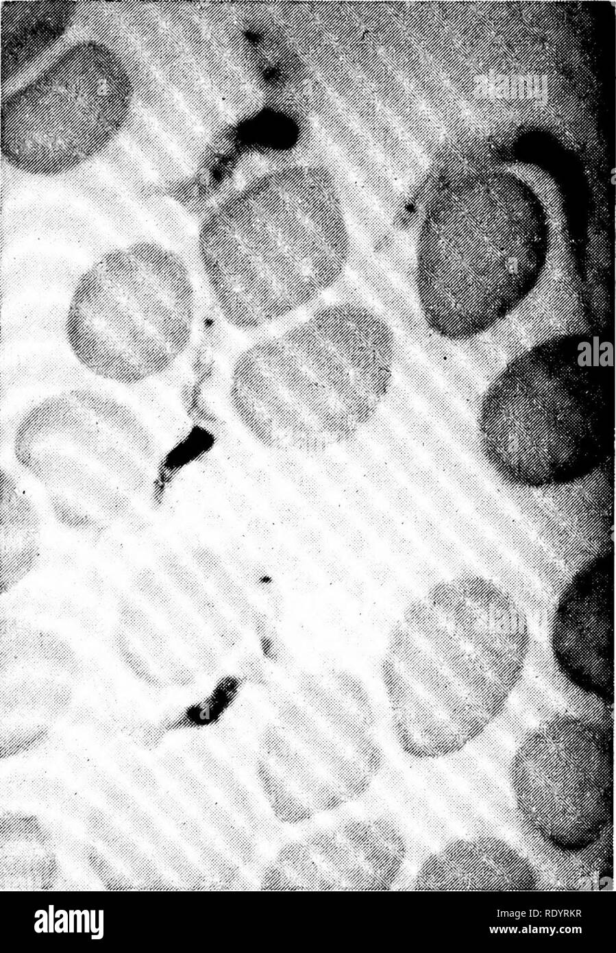 . Principi di biologia moderna. Biologia. nell'evoluzione degli organismi superiori, entrambe le piante e gli animali (Fig. 29-11). In aggiunta ai molti free-specie viventi, ci sono un paio di Mastigophora parassita, e alcuni di questi, specialmente il trypanosomas, sono importanti dal punto di vista medico. Le due forme di la malattia del sonno africana,2 sia molto gravi disturbi, sono causati rispettivamente da Trypa- nosoma gambiense (Fig. 32-3) e Trypano-. i in Fig. 32-3. Trypanosoma gambiense, un sangue umano parassita, che provoca una forma di la malattia del sonno africana. Quattro esemplari flagellato può essere visto tra il rosso sangue ce Foto Stock
