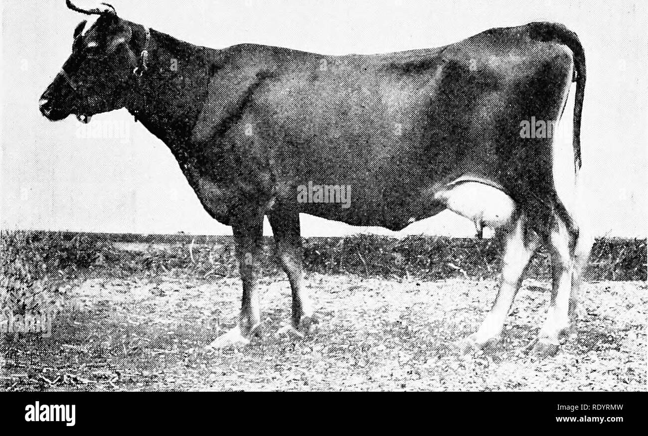 . La razza di Guernsey. Guernsey bestiame. Il Guernsey Brei ill 193 American Guernsey bovini Club che è stato messo in cliarj^-c del Guernseys non avrebbe mai preso le mucche all'Buffalo a tutti tranne alla rappresentazione dei funzionari che nessuna prova potrebbe essere tentato, ma che solo un modello di prodotti lattiero-caseari sarebbe portato a. Quando il comniitlee raggiunto Buffalo, come- mai e le vacche erano su .motivi, è stato accertato che i piani erano in corso per un regolare concorso di razza simile tn la  una condotta a Chicago. Il Ciuernsey persone avevano deciso dopo la prova di Chicago che i risultati possano essere ottenuti. P Foto Stock
