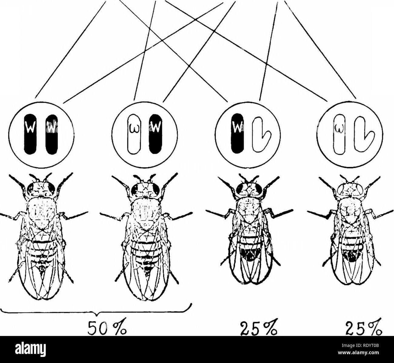 . Principi di biologia moderna. Biologia. perpetuare la sua combinazione favorevole delle generazioni. La propagazione da seme, anche qualità. Opportunità non è ricavato per il artificiale quando l'autoimpollinazione è praticata, perdita di geni vantaggiosi, o il guadagno di solito dà luogo ad una notevole variabilità svantaggioso, poiché la ricombinazione tra la prole, perché la maggior parte delle scorte, ONU- e assortimento casuale può verificarsi solo quando meno inincrocio per molte generazioni, sono etero- meiosi è consentito di intervenire tra zygous per molti geni. Si prega di notare che queste immagini sono estratte dal Foto Stock
