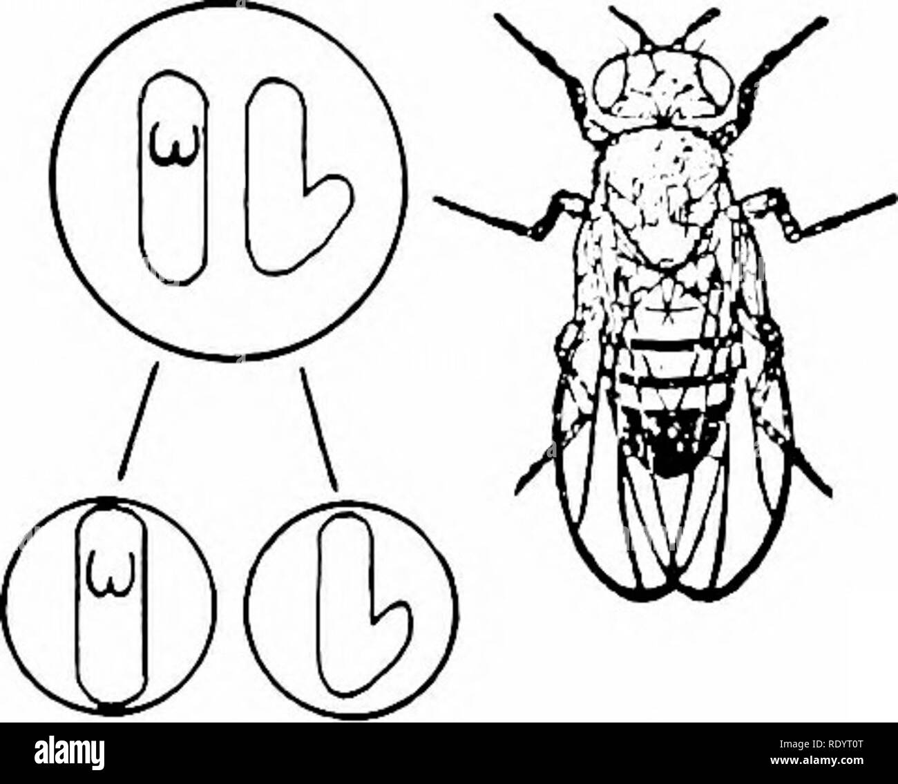 . Principi di biologia moderna. Biologia. -^ Fig. 26-23. Croce di Rosso- eyed di genere femminile e bianco-eyed maschio; inincrocio Fj. (Adattato da Morgan.) dfo. Si prega di notare che queste immagini vengono estratte dalla pagina sottoposta a scansione di immagini che possono essere state migliorate digitalmente per la leggibilità - Colorazione e aspetto di queste illustrazioni potrebbero non perfettamente assomigliano al lavoro originale. Marsland, Douglas, 1899-. New York, Holt, Rinehart and Winston Foto Stock