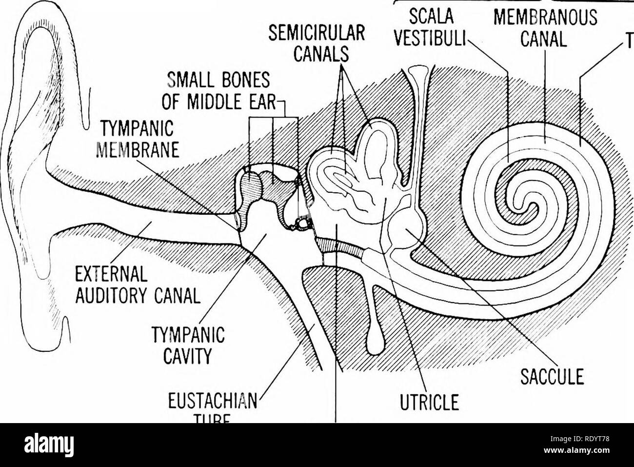 . Principi di biologia moderna. Biologia. Le risposte di animali superiori: i recettori - 425 coclea o",o,n,",r&GT; SCALA SCALA MEMBRANOSA SEMJ?R.^R VESTIBULk CANAL .TYMPANI canali. Tuba di Eustachio vestibolo Fig. 23-8. Struttura dell'orecchio umano. Porzioni ombreggiate con contorni pesanti rappresentano osso; l'accendino le linee rappresentano le strutture membranose. con fluido e rivestiti con le cellule dei capelli. La sac- cule e utricle sembrano funzionare più o meno come statocysts, ma i canali semicircolari sono interessati con la percezione di rota- zionale il movimento e non di posizione. La differiscono- ent c semicircolare Foto Stock