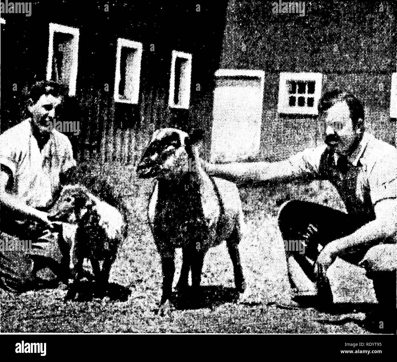 . Principi di biologia moderna. Biologia. TRACHEA VISTA LORDO Fig. 22-3. La ghiandola tiroidea: struttura e posizione. Vista al microscopio la tiroide si manifesta in tutti i vertebrati di em- bryos come una evoluzione dal pavimento della faringe. Tutti i vertebrati possiedono anche para- ghiandole tiroidea (p. 405), che derivano dalla parete della faringe. In molte specie le paratiroidi giacciono ad una certa distanza dal tuo- roid, ma nell'uomo Le paratiroidi sono quattro piccoli chicchi-corpi sagomati, incorporato nel tessuto della tiroide. L importanza della tiroide è stata sus- pected anche in tempi antichi; ma nel 1885 gli esperimenti di sostituzione ha dato d Foto Stock