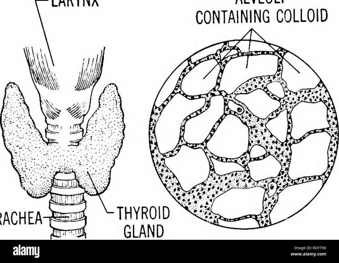 . Principi di biologia moderna. Biologia. Ghiandole endocrine - 403 al di sotto della laringe (Fig. 22-3). Tutta la tua- normale. Al contrario, un eccesso di tiroxina roid pesa solo circa un grammo; e la eleva il tasso metabolico notevolmente al di sopra dei livelli normali. Molti dei sintomi gravi che ac- azienda tiroide confusionali probabilmente rep- premistoppa è puramente distruttori in funzione. -Laringe alveoli contenenti colloide. TRACHEA VISTA LORDO Fig. 22-3. La ghiandola tiroidea: struttura e posizione. Vista al microscopio la tiroide si manifesta in tutti i vertebrati di em- bryos come una evoluzione dal pavimento della faringe. Tutti ver Foto Stock