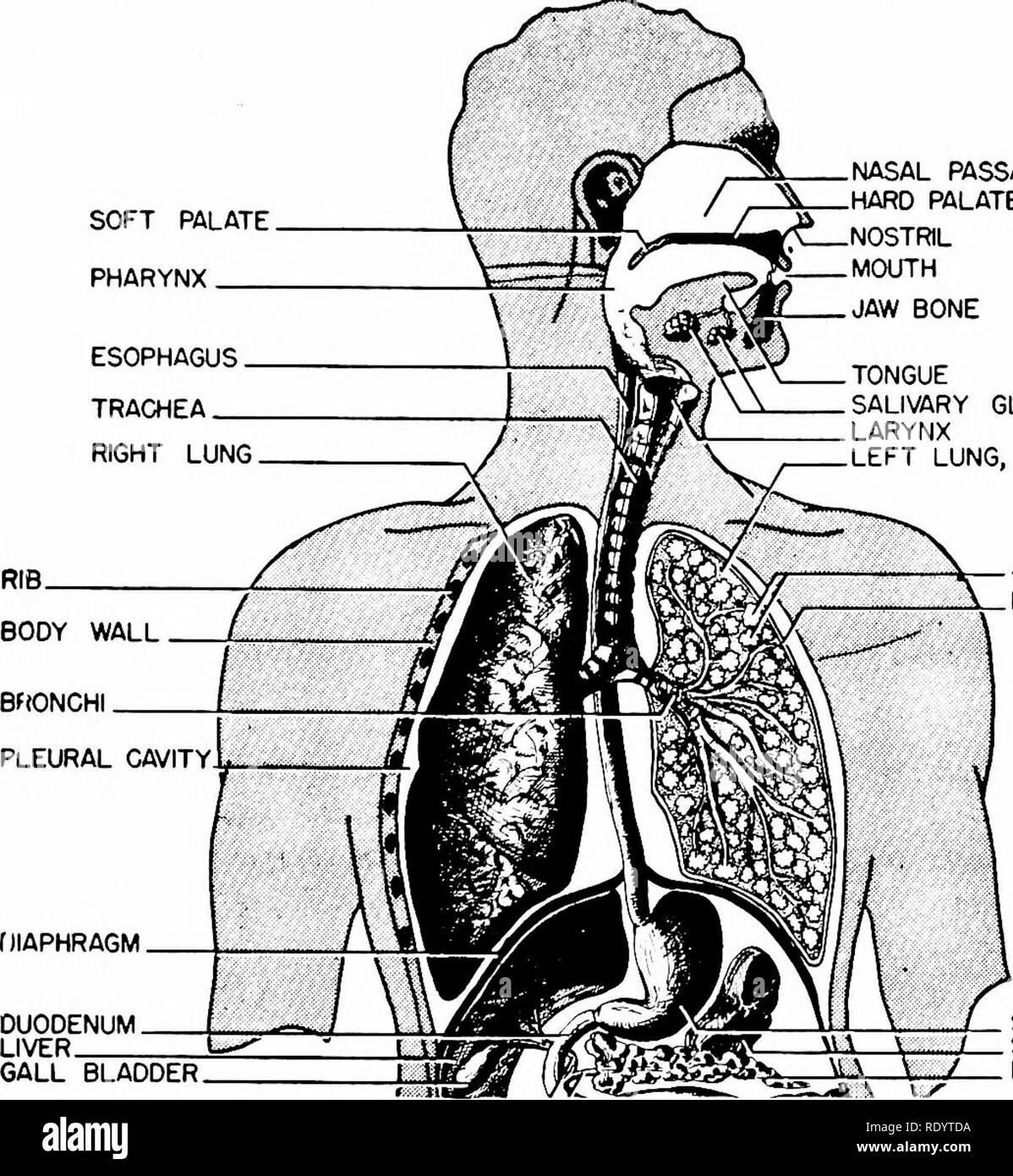 . Principi di biologia moderna. Biologia. La respirazione - 359 palato molle della faringe esofago trachea. I passaggi nasali palato duro NOSTRIL bocca osso mandibolare linguetta ghiandole salivari laringe polmone sinistro, Sezione ALVEOLI PLEURA CISTIFELLEA STOMACO MI MILZA K / PANCREAS Fig. 19-3. L'umano il sistema respiratorio, semidiagrammatic. atmosfera. Di conseguenza del polmone-respirazione ani- Malles hanno sviluppato metodi di ventilare gli incavi dei polmoni. A meno che l'aria nei polmoni sac è cambiato dal momento in cui al mo- mento, ossigeno è presto esaurita dal pul- monary aria, e il biossido di carbonio si accumula a livelli tossici. In hig Foto Stock