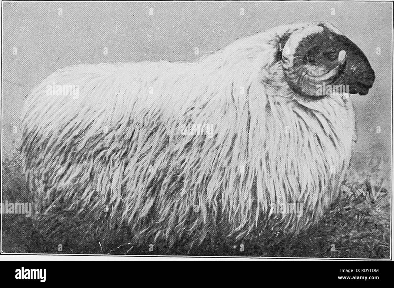 . Tipi e razze di animali da fattoria. Bestiame. 6S2 ovini la introduzione di black-di fronte Highland pecore in America in primo luogo si è verificato in giugno, 1861, Hugh Brodie importando i ram e 2 pecore per Brodie e Campbell, New York Mills, New York. Nel 1867 questo gregge e il suo aumento è stato acquistato da T. L. Harison di Morley, St. Lawrence County, New York. Isaac Stickney di New York ha anche importato un piccolo gregge di circa 1867 per la sua fattoria in Illinois. Da allora occasionale di importazione sia stata fatta soprattutto da ricchi uomini per tenute di campagna in Oriente. Nel 1913 Alexander Mowat del. Fig. 308. Un Black-Faced H Foto Stock