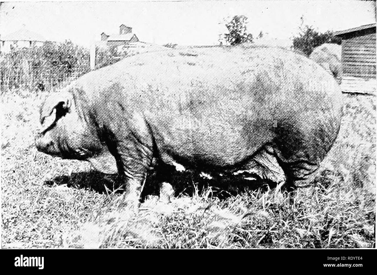 . Bestiame nell'azienda. Bestiame. 210 bestiame nella fattoria tliat completo quando l l)ree(l è stato portato fuori in forma finita è stata reahty una nuova razza. È stata una nuova razza adatta per la maggior parte sviluppati liighly corn- e hog-la produzione di sezione del mondo. Questa razza non è di oltre mezzo secolo. Con il passare del tempo, tuttavia, troppo l'accento sulla qualità e l'inizio matu- rità. Questo ha portato in piccole dimensioni, elevati costi di produzione e di bassa prolificità. Sul conto tiiis razza cadde in disgrazia.. Fig. -Duroc-Jorscy seminare in sottili l&GT;rcoding rondition. Allo stesso tempo, alcuni allevatori Foto Stock