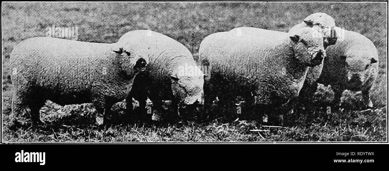 . Tipi e razze di animali da fattoria. Bestiame. Il SHROPSHIRE 555 Marlow, Horton di Shrewsbury, imprenditore di Bridgnorth, Thomas Mansell, Thomas Harley, J. &AMP; E. gru, e John Stubbs. Shropshires sono stati esposti per la prima volta al Royal Show in Inghilterra nel 1853 in una classe speciale per breve wooled pecore, e nel 1859 hanno dato una classe come una razza distinta. Nel giro di pochi anni è stato il più prominente razza illustrato, 875 testa essendo esposta presso il Royal Shrewsbury nel 1884 rispetto a 420 in rappresentanza di tutte le altre razze. Al Royal Show in 1914, tenutosi a Shrewsbury, alla quale hanno partecipato l'autore, il t Foto Stock