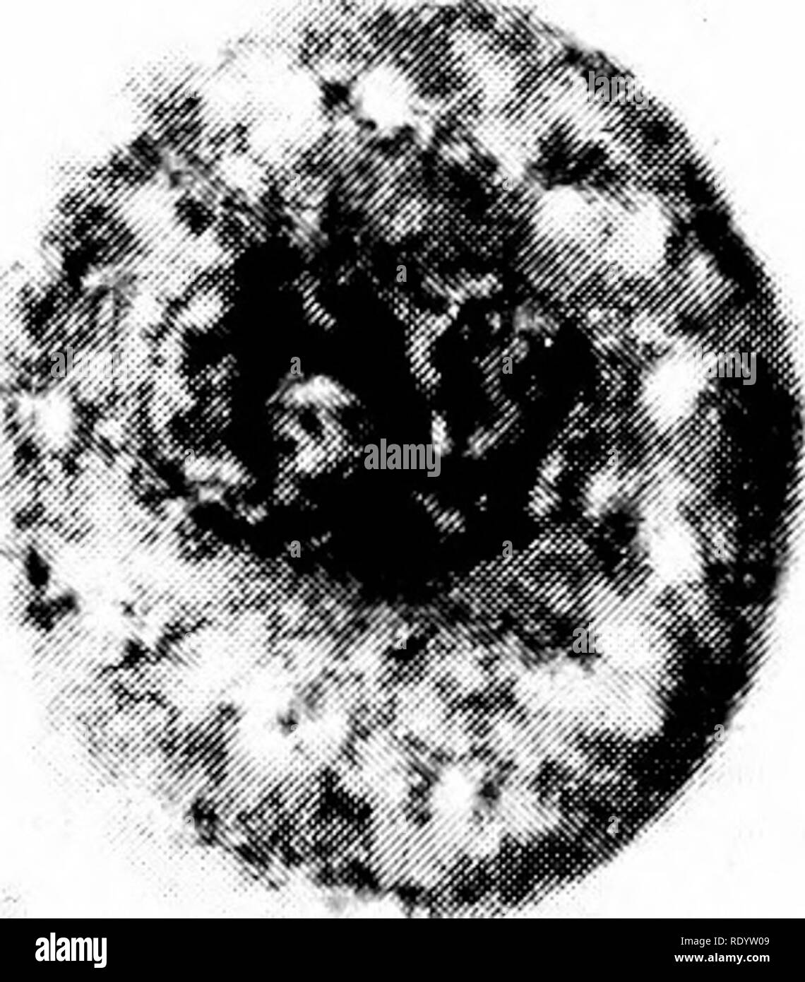 . Principi di biologia moderna. Biologia. Coda medio CAPO SEZIONE Fig.15-3. Tipicamente lo sperma o gamete maschile, è altamente specializzati, estremamente mobili, cellula aploide. Il tempo, il locus del corpo polare formazione con- stitutes un determinante importante di sviluppo futuro. L'uovo è una cella polarizzata. Un polo, designato come il polo animale, è segnato dal punto di aspetto dei corpi polari, mentre gli altri, chiamato il polo vegetale, si trova al punto morto nel oppo- emisfero del sito dell'uovo (vedere p. 277). Quindi un antero-posteriore asse di sviluppo è previsto lungo la linea che ext Foto Stock