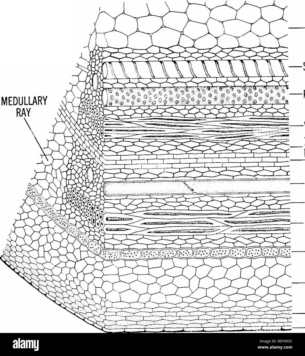 . Principi di biologia moderna. Biologia. La nutrizione delle piante pluricellulari - 243 materiale cellulare o spazio-formando uno strato che è solo una cella profonda. Le cellule epidermiche variano nella forma in diverse parti della pianta. In foglia (Fig. 13-7), dove l'epi derma protegge i tessuti interni da los- ing troppa acqua, le pareti esterne delle celle sono spesse e cutinized. Leaf epidermide è insolitamente trasparente, che consente alla luce di passare attraverso il tessuto verde all'interno della foglia. Anche in foglia le cellule epidermiche non possiedono cloroplasti. Nella radice, dove l'epidermide ha un Foto Stock