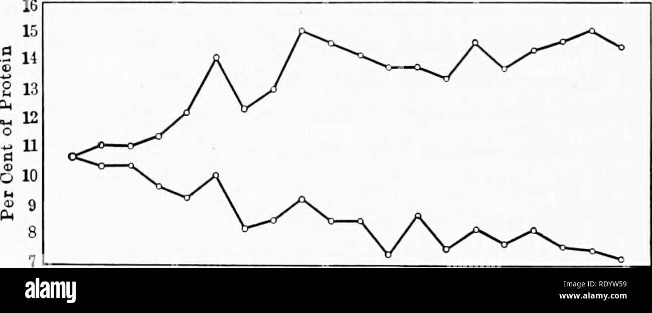 . La genetica in relazione all'agricoltura. Bestiame; eredità; Variazione (biologia); selettocoltura delle piante. Fig. 133.- •% '97 '93 '99 '00 '01 '02 '03 '04 '05 'Oe '07 'OS '09 '10 '11 '12 '13 'U '15 anno di selezione - Due grafici che rappresentano gli effetti di selezione ad alto e basso contenuto di olio nell'Illinois stazione esperimenti di mais. (Dati dal castello.) orecchio e il numero di internodi sopra l'orecchio. Fig. 135 mostra il risultato della selezione per alta e bassa orecchie durante cinque generazioni. Risultati simili sono stati ottenuti dalla selezione nel caso della posizione dell'orecchio alla scadenza e resa totale. I risultati straordinari Foto Stock