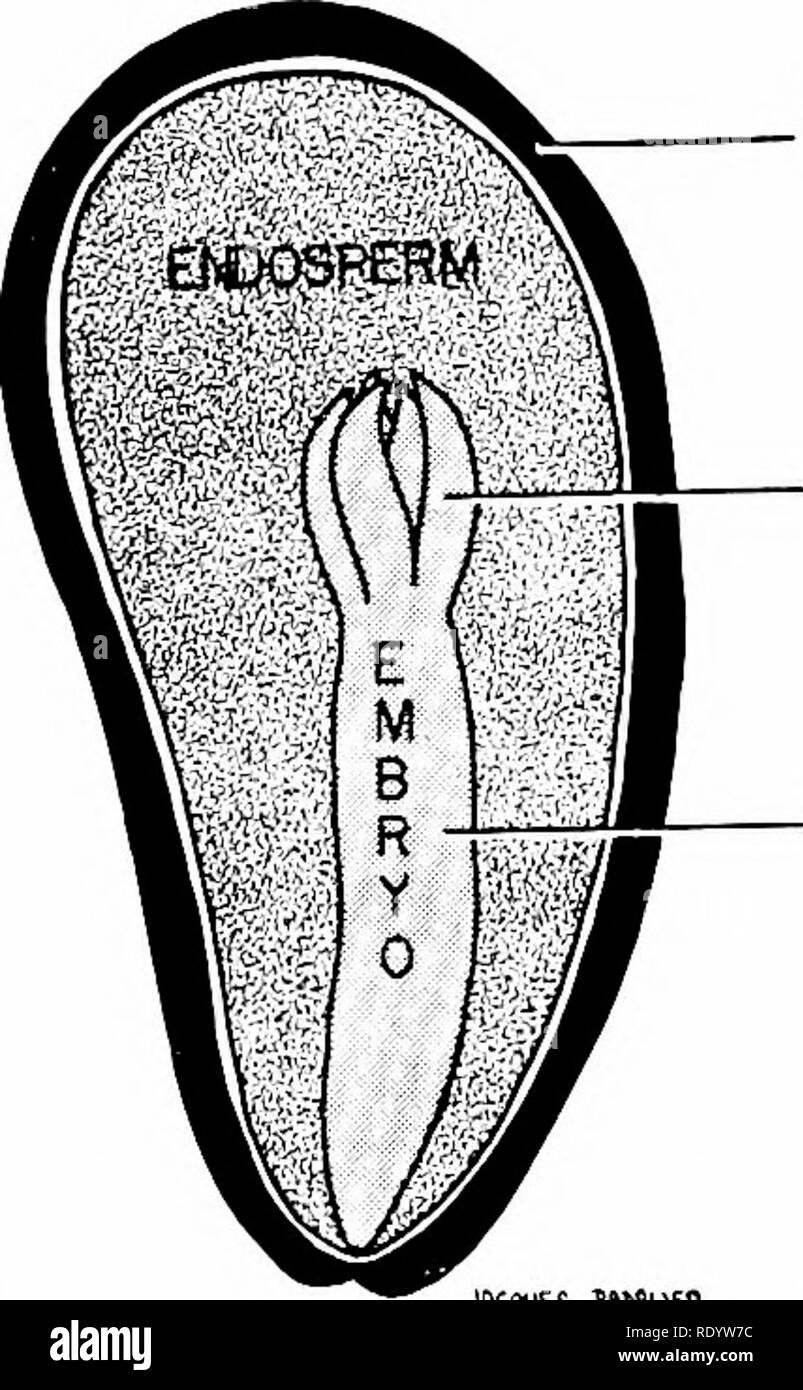 . Principi di biologia moderna. Biologia. Cotiledone cappotti di seme di Fig. 12-21. Un aperto di semi di fagiolo con uno dei due cotiledoni rimosso. Questo rivela il corpo dell'em- bryo, che consiste dell'ipocotile e l'epicotyl. e altri tessuti circostanti mentre il seme è la maturazione. Una tale riserva di materia organica è di vitale importanza per l' embrione quando il seme comincia a germogliare. Fino a quando il giovane sporo- phyte sviluppa un buon sistema di radice e solleva il suo stelo e foglie sopra il terreno dove la luce è disponibile, non è in grado di sintetizzare le proprie o- ganic materiali e crescere in una vendita in maniera sufficiente. Duri Foto Stock . Principi di biologia moderna. Biologia. Cotiledone cappotti di seme di Fig. 12-21. Un aperto di semi di fagiolo con uno dei due cotiledoni rimosso. Questo rivela il corpo dell'em- bryo, che consiste dell'ipocotile e l'epicotyl. e altri tessuti circostanti mentre il seme è la maturazione. Una tale riserva di materia organica è di vitale importanza per l' embrione quando il seme comincia a germogliare. Fino a quando il giovane sporo- phyte sviluppa un buon sistema di radice e solleva il suo stelo e foglie sopra il terreno dove la luce è disponibile, non è in grado di sintetizzare le proprie o- ganic materiali e crescere in una vendita in maniera sufficiente. Duri Foto Stock