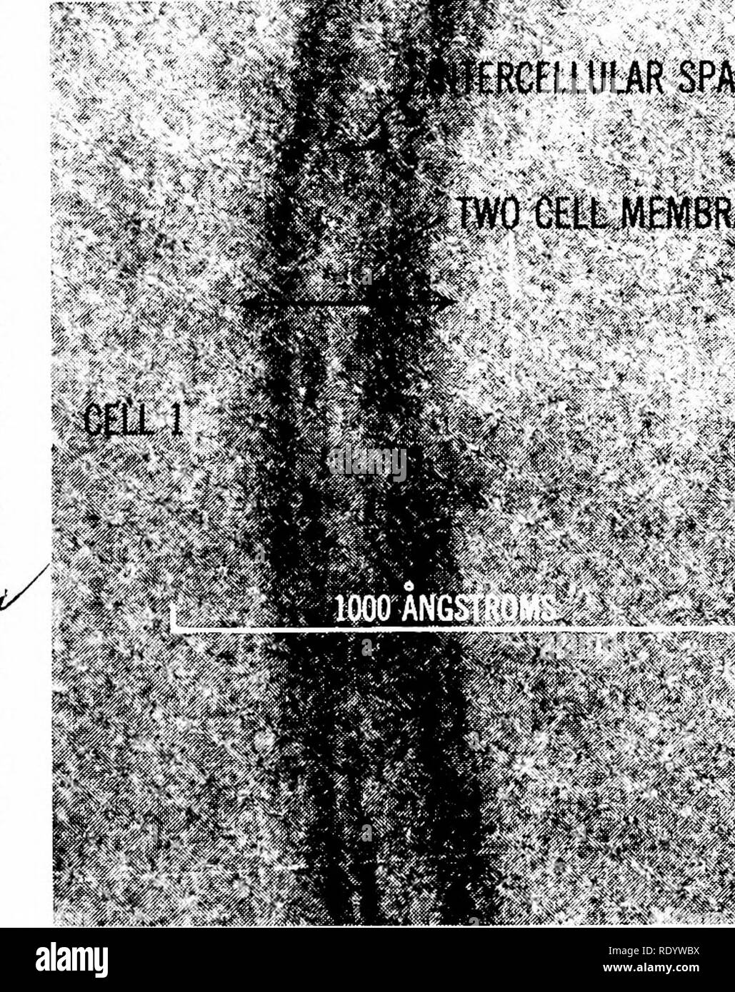 . Principi di biologia moderna. Biologia. Osmosi inversa e altri meccanismi - 113 concentrazione di ioni potassio (K+) nel protoplasma è spesso 30 volte superiore a quella del mezzo che circonda la cellula; e il livello di ioni di sodio (Na+) esterno può essere di dieci volte maggiore rispetto all'interno. Spontaneamente, pertanto, gli ioni potassio sono sotto pressione per lasciare la cella e gli ioni di sodio hanno una forte tendenza a entrare. In tali circostanze la cella deve generare energia per vincere la cinetica di forze che stanno guidando la sub- posizioni per entrare o lasciare. In breve, ogni volta che la cellula consuma energia per favorire la Foto Stock
