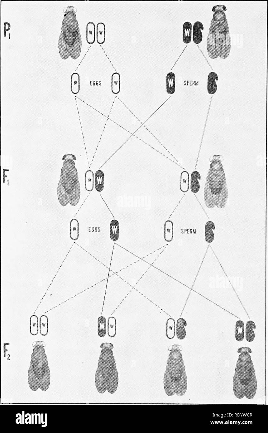 . La genetica in relazione all'agricoltura. Bestiame; eredità; Variazione (biologia); selettocoltura delle piante. 76 UN EMETICI IN RELAZIONE ALL'AGRICOLTURA {WX)(:wX), e sarà rosso-eyed perché il rosso è dominante su bianco. Quando un uovo è fecondato da un F sperma recante un maschio è prodotta della costituzione genetica {WX) Y ed è rosso-ej-ed in quanto il cromosoma X dell'uovo-cella porta il fattore W. In f i femmina la riduzione divi-. Fiu. 3G.âInlu'iitancc di ^â llito colore degli occhi in Drosophiia. "Un'liite-e&GT;'ed maUxi femmina con red-eyed maschio. Le linee tratteggiate indicano la storia di cromosomi di Foto Stock