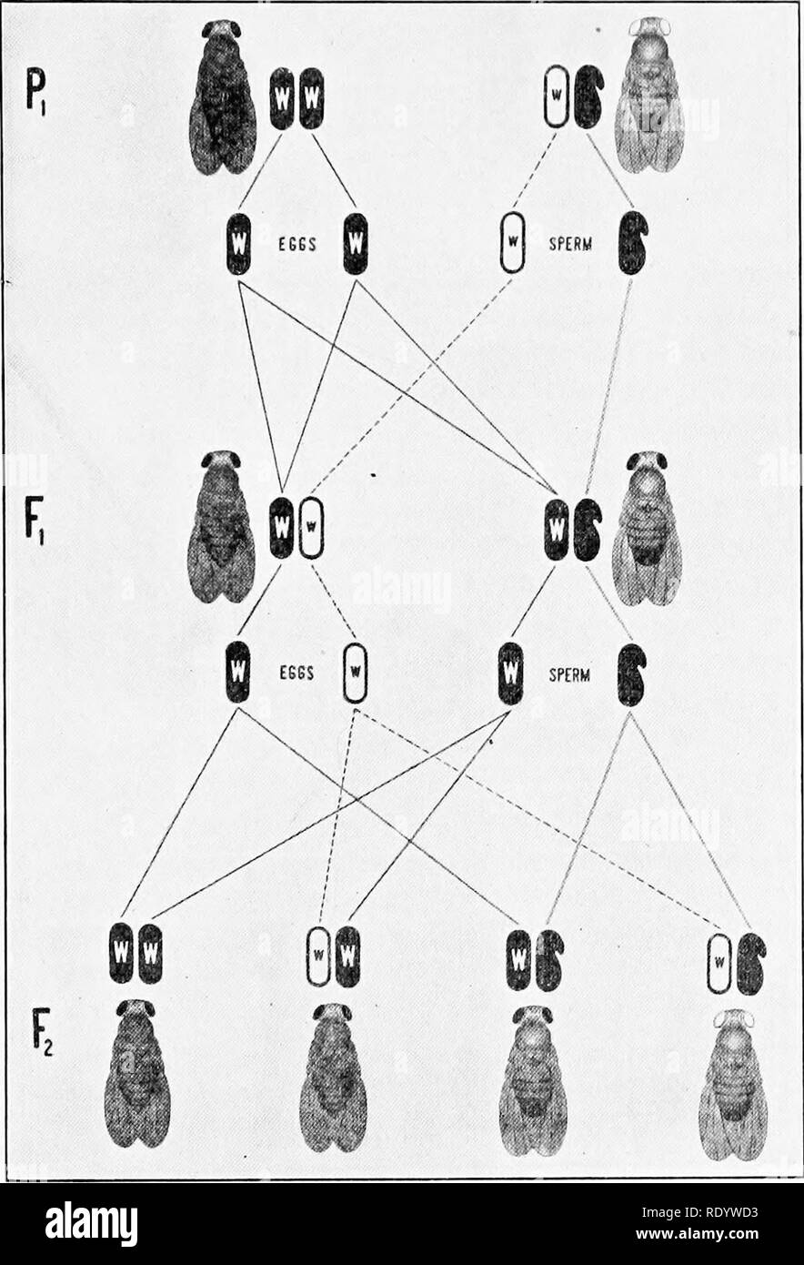 . La genetica in relazione all'agricoltura. Bestiame; eredità; Variazione (biologia); selettocoltura delle piante. Indipendenti ereditarietà Mendeliana 75 la nostra notazione abbreviata saranno tutti (WX). D'altro canto, il bianco-eyed maschio produrrà cellule spermatiche la metà del quale hanno una A"- cromosoma e mezza ho'-cromosoma. La UN'-chromosomc delle cellule spermatiche porta un fattore ro per il bianco degli occhi, ma il F-chromosomc non sopporta. Fig. 35.-eredità di bianco Colore degli occhi in Drosophila. Red-eyed femmina accoppiati al bianco-eyed maschio. Le linee continue indicano la storia dei cromosomi della femmina; punteggiato grigio e linee, di t Foto Stock