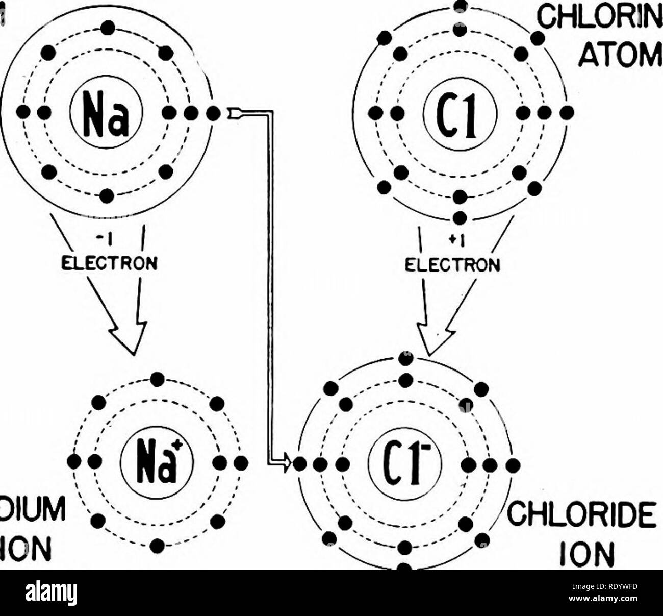 . Principi di biologia moderna. Biologia. Fig. 4-4. Struttura di atomi di numeri atomici 1-20 e 26. Il cerchio centrale rappresenta il nucleo atomico, il numero nel cerchio che mostra la carica positiva netta, vale a dire il numero atomico; i piccoli cerchi neri rep- reinviato elettroni planetari. Queste cifre sono puramente schematica e non pretendo di dimostrare la reale configurazione spaziale degli elettroni. Gli atomi i cui simboli sono stampati nel tipo per servizi pesanti sono quelli di elementi generalmente presente nella materia vivente. particelle caricate negativamente, gli elettroni, presente anche nel centro atomico.4 Ener Foto Stock