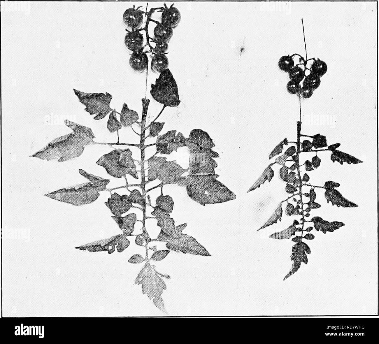 . La genetica in relazione all'agricoltura. Bestiame; eredità; Variazione (biologia); selettocoltura delle piante. Variazione 29 In esperimenti su animali inferiori, ad esempio, i protozoi, la stessa difficoltà è soddisfatto di come è stato riscontrato in batteri e lieviti, nel fatto che essa è manifestamente impossibile distinguere tra somatiche e germinal variazioni. Inoltre, nella maggior parte di questi esperimenti, come con la maggior parte di quelli su animali superiori, le condizioni necessarie per la rigida analisi scientifiche sono state carenti. Sia il medesimo ceppo è stato sottoposto a condizioni artificiali non era cresciuta per confronto sotto naturale co Foto Stock