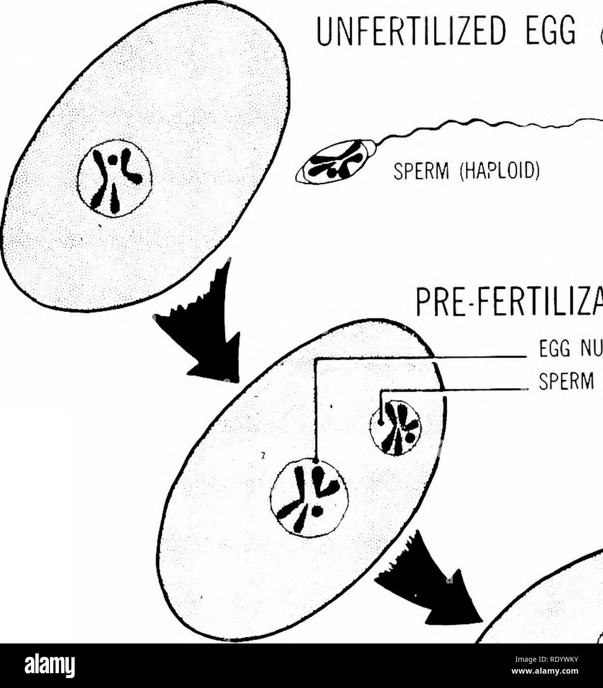 . Principi di biologia moderna. Biologia. 52 - La cellula uovo non fecondato (aploide) pre-fertilizzazione. Nucleo di uovo di un nucleo di sperma la fecondazione. Si prega di notare che queste immagini vengono estratte dalla pagina sottoposta a scansione di immagini che possono essere state migliorate digitalmente per la leggibilità - Colorazione e aspetto di queste illustrazioni potrebbero non perfettamente assomigliano al lavoro originale. Marsland, Douglas, 1899-. New York, Holt, Rinehart and Winston Foto Stock