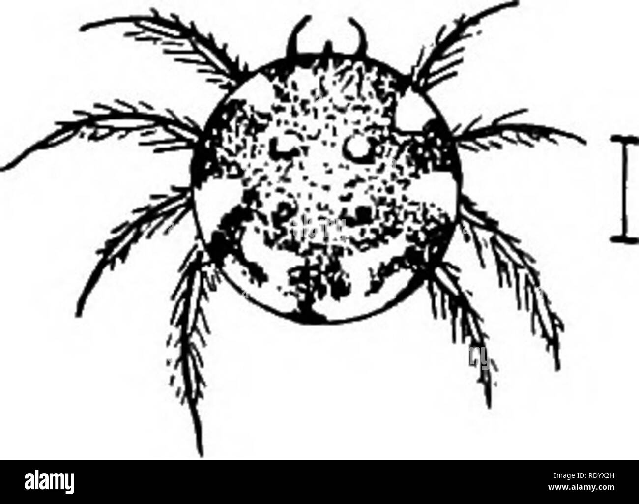 . Goldfish razze e altri pesci di acquario, la loro cura e la propagazione; una guida per acqua dolce e acquari marini, la loro fauna, flora e di gestione. Acquari; Goldfish. Insetti acquatici di acqua dolce alla fine dell'addome fuori dall'acqua, strappi sotto e rapidamente attraversando le zampe posteriori su di essa, scendendo poi a il nido e aprendo le gambe la bolla d'aria fuoriesce nel nido. I peli sul corpo mantenere la superficie diventi umido e nel nido il ragno è asciutto come sulla terra. Il 40 per cento di bozzoli, contenente il round zafferano-coIored uova, sono deposte nel nido durante il mese di giugno, Foto Stock