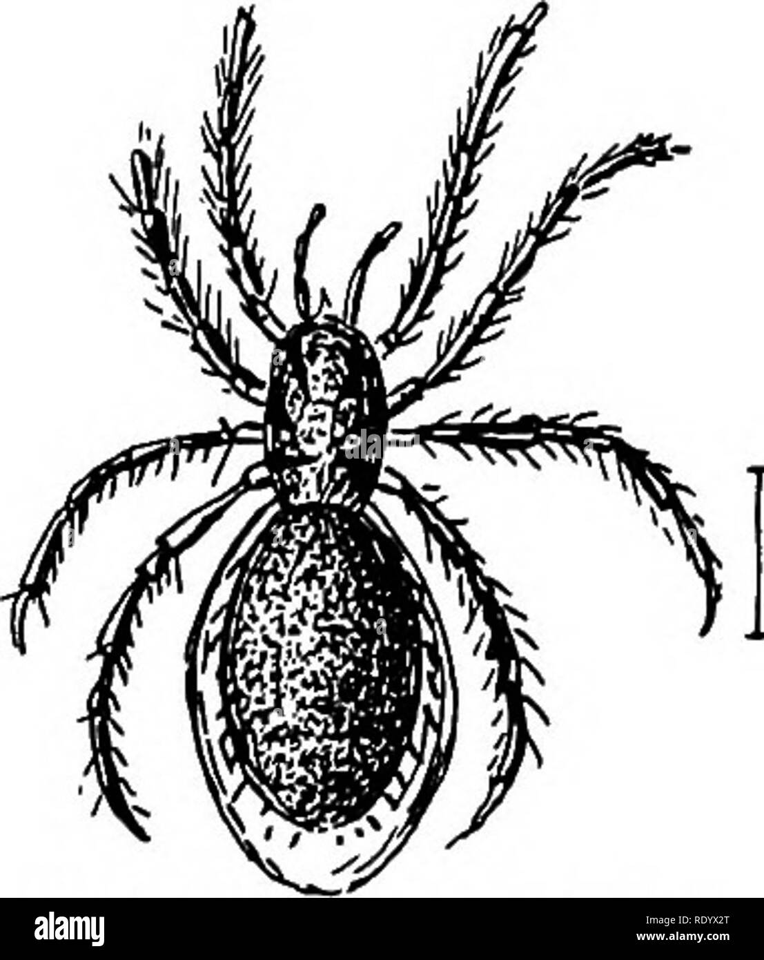 . Goldfish razze e altri pesci di acquario, la loro cura e la propagazione; una guida per acqua dolce e acquari marini, la loro fauna, flora e di gestione. Acquari; Goldfish. Insetti ACQUATICI DI ACQUA DOLCE ing pattern e sfumature di marrone. Esso può essere visto sul parafango a inizio estate, deposita le sue uova, racchiusi in una capsula gelatinosa, sul lato inferiore delle foglie galleggianti in prossimità dei bordi. Le larve scavano nella foglia fino a quando sono troppo grandi per trovare un rifugio, quando essi mordere pezzi di forma ovale e fissarli in altre parti della foglia con la secrezione gelatinosa o seta; e in questo rifugio sicuro il molts ta Foto Stock