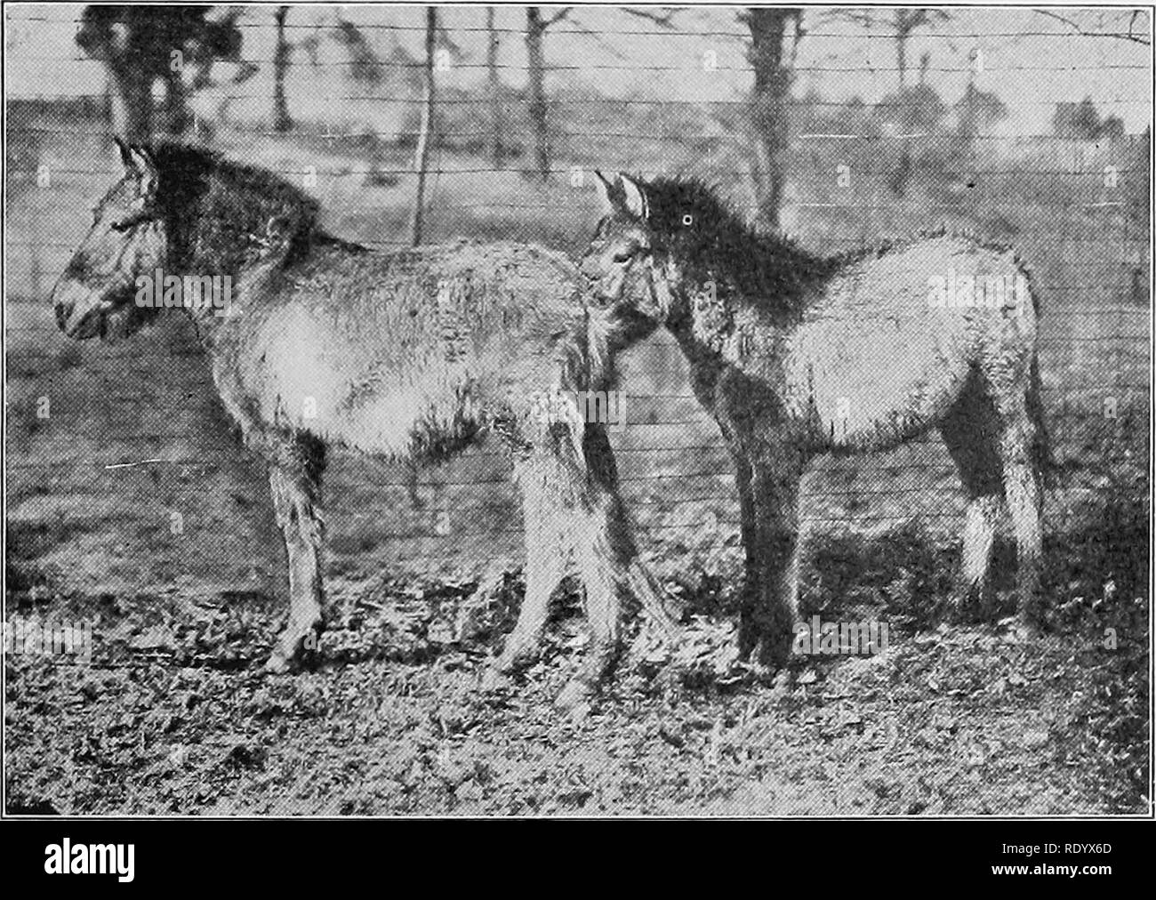 Tipi e razze di animali da fattoria. Bestiame. Il cavallo preistorico 5 in modo da aumentare la lunghezza della falcata e assicurare una maggiore velocità. Le superfici dei giunti, in un