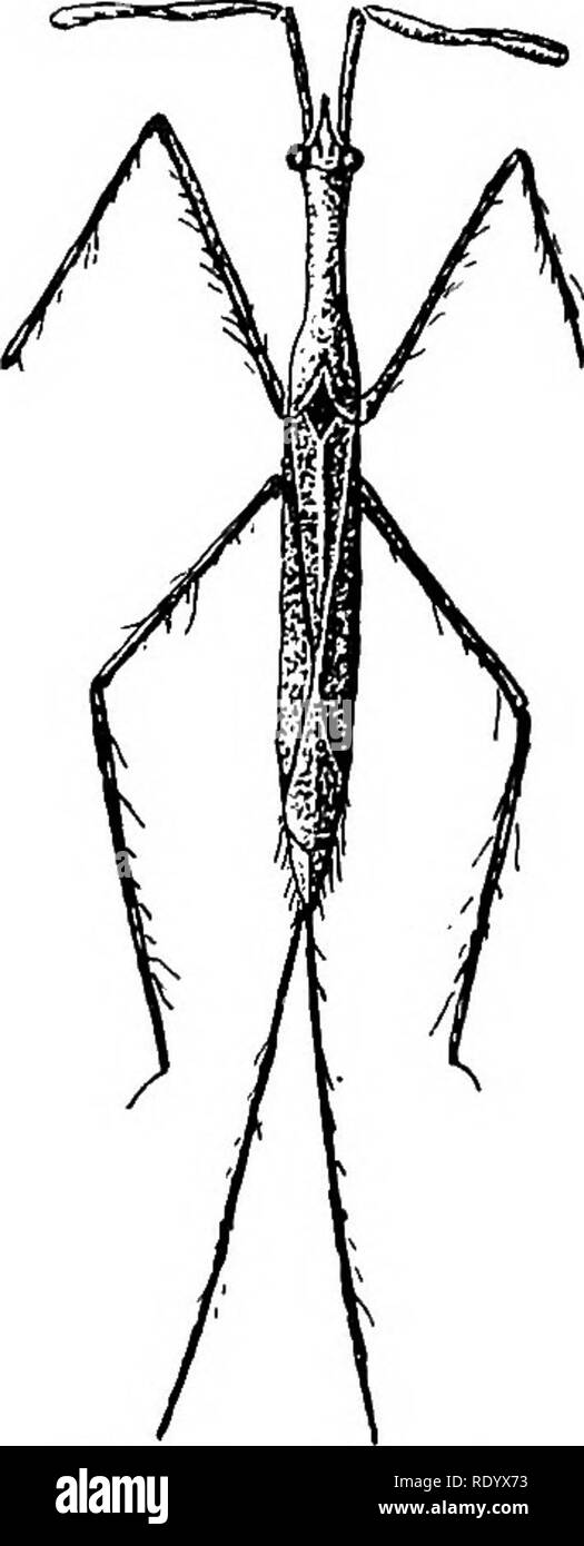 . Goldfish razze e altri pesci di acquario, la loro cura e la propagazione; una guida per acqua dolce e acquari marini, la loro fauna, flora e di gestione. Acquari; Goldfish. Insetti acquatici di acqua dolce. FIG. 199. Acqua-scorpione Ranatrafusca, ingrandita. monary funzioni. L'insetto poggia su steli di piante o si muove lentamente sul fondo ed è difficile da osservare a causa della sua forma e il fango sul corpo. Si tratta di un opuscolo di debole e migra solo quando la piscina è secco e nella stagione degli amori. Il cibo è costituito in gran parte di uova di pesci, rane, lumache e Insetti, ma sarà preda su oth Foto Stock