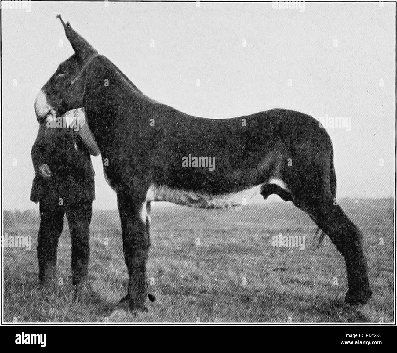 . Gli elementi fondamentali delle scorte vive a giudicare e selezione . Bestiame. Martinetti e JENNETS 191 jennets, sebbene molto desiderabile per la produzione di piccoli muli. Le piccole dimensioni della razza e quindi una domanda limitata per loro, è stata responsabile per la cessazione della loro importazione. American.-l'americano o Mammoth jack è un distinc- tivo razza che è un derivato di diverse razze di martinetti, principalmente catalana, importati in questo paese al più presto. La razza è distintamente americana e non era. Fig. 79.-Un americano o Mammoth jack con peso, lo stile e la qualità Foto Stock