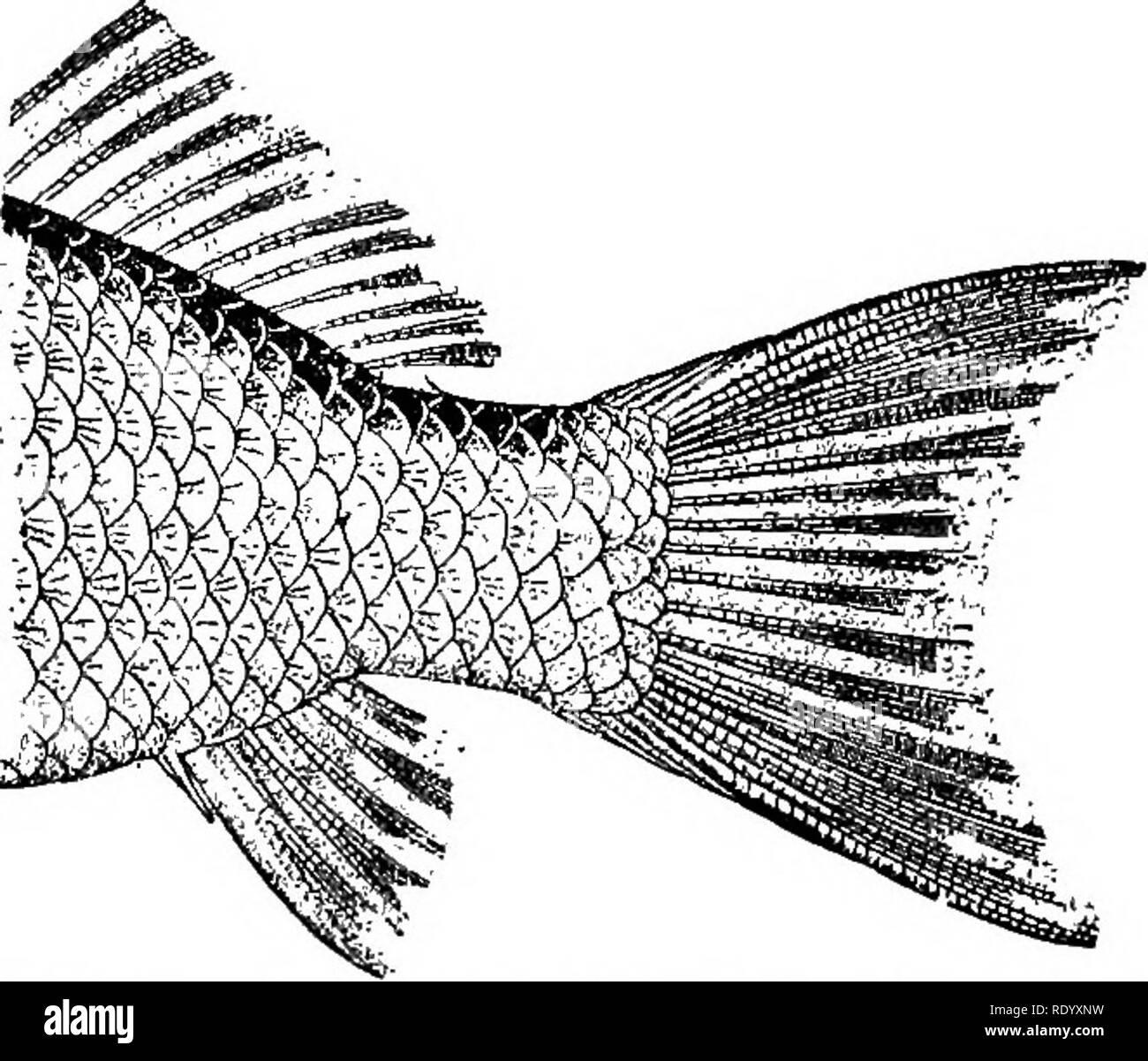 . Goldfish razze e altri pesci di acquario, la loro cura e la propagazione; una guida per acqua dolce e acquari marini, la loro fauna, flora e di gestione. Acquari; Goldfish. Disturbi e malattie. tives, tuttavia, sono sempre positivi e dovrebbe essere dato in ripetuti a piccole dosi, un catartico di olio di ricino essendo preferibile. Spesso immergendo il corpo e le alette in diluita di perossido di idrogeno ha dimostrato di essere un efficace rimedio. Una migliore aerazione da solo potrebbe avere un effetto di cura. Tailrot. Questo affetto, che sembra essere un sequel di una generale condizione di congestionato, solitamente inizia in corrispondenza delle estremità della coda e Foto Stock